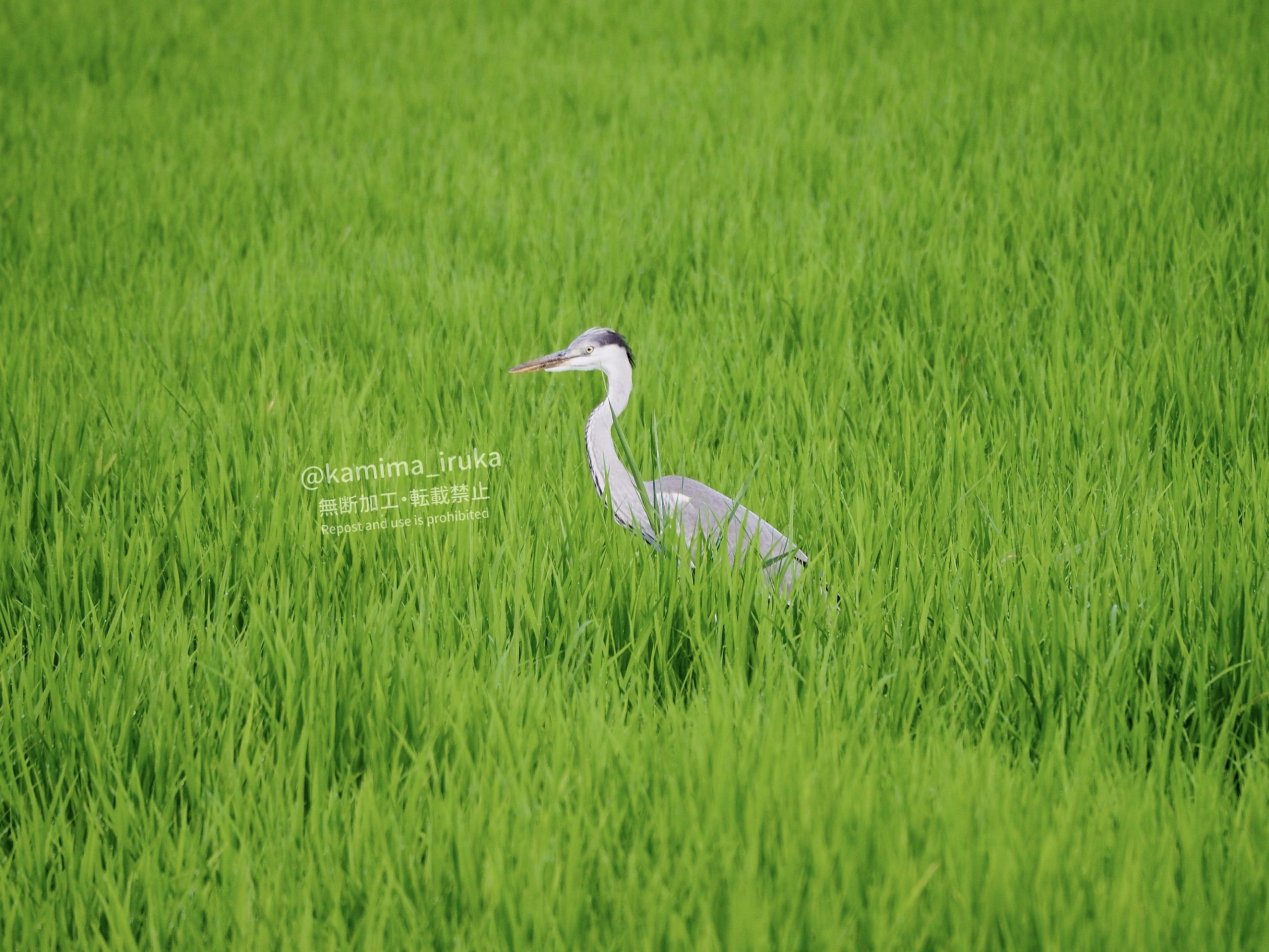 2024/07/26 あささんぽ