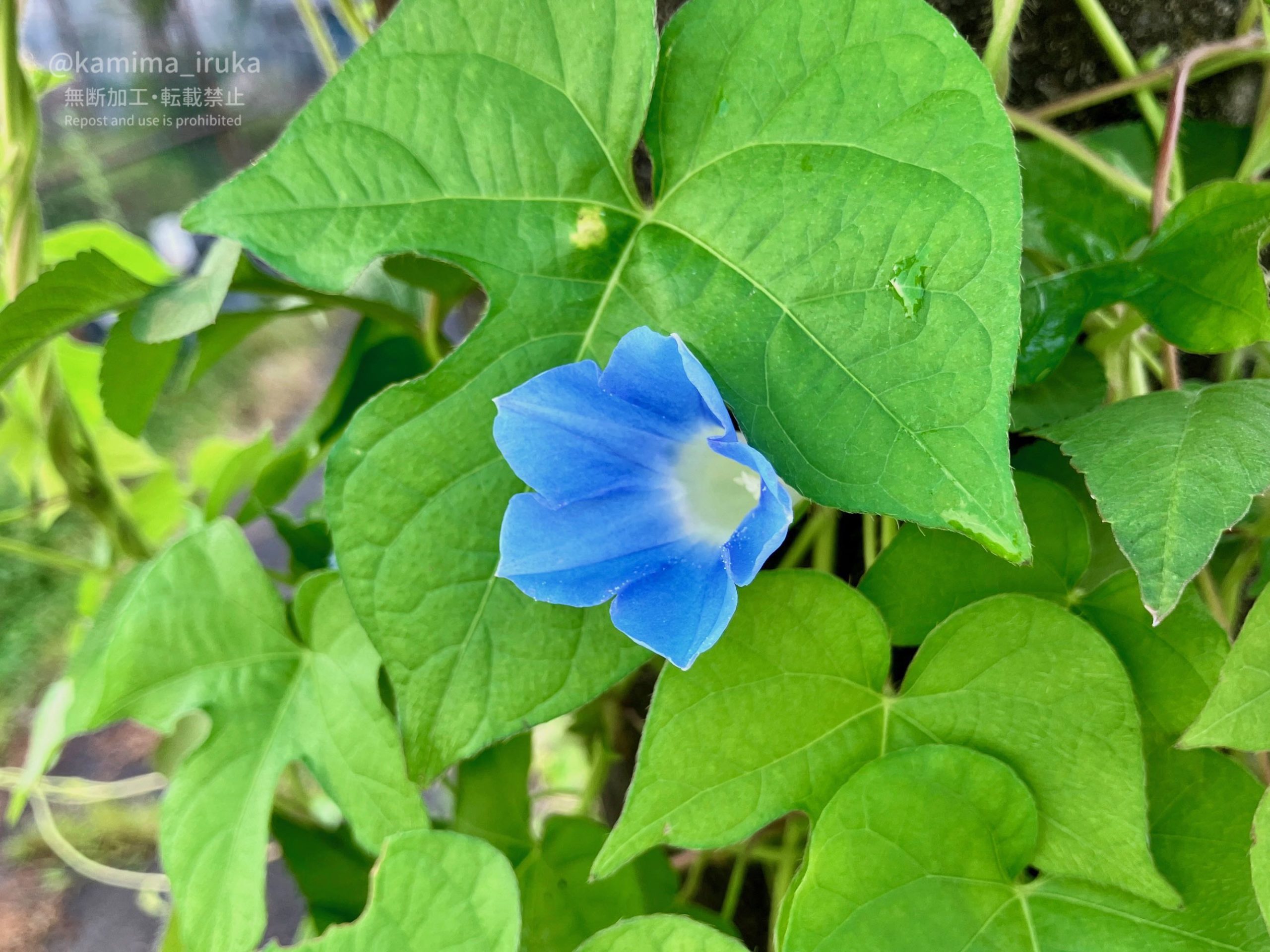 2024/07/27 あささんぽ