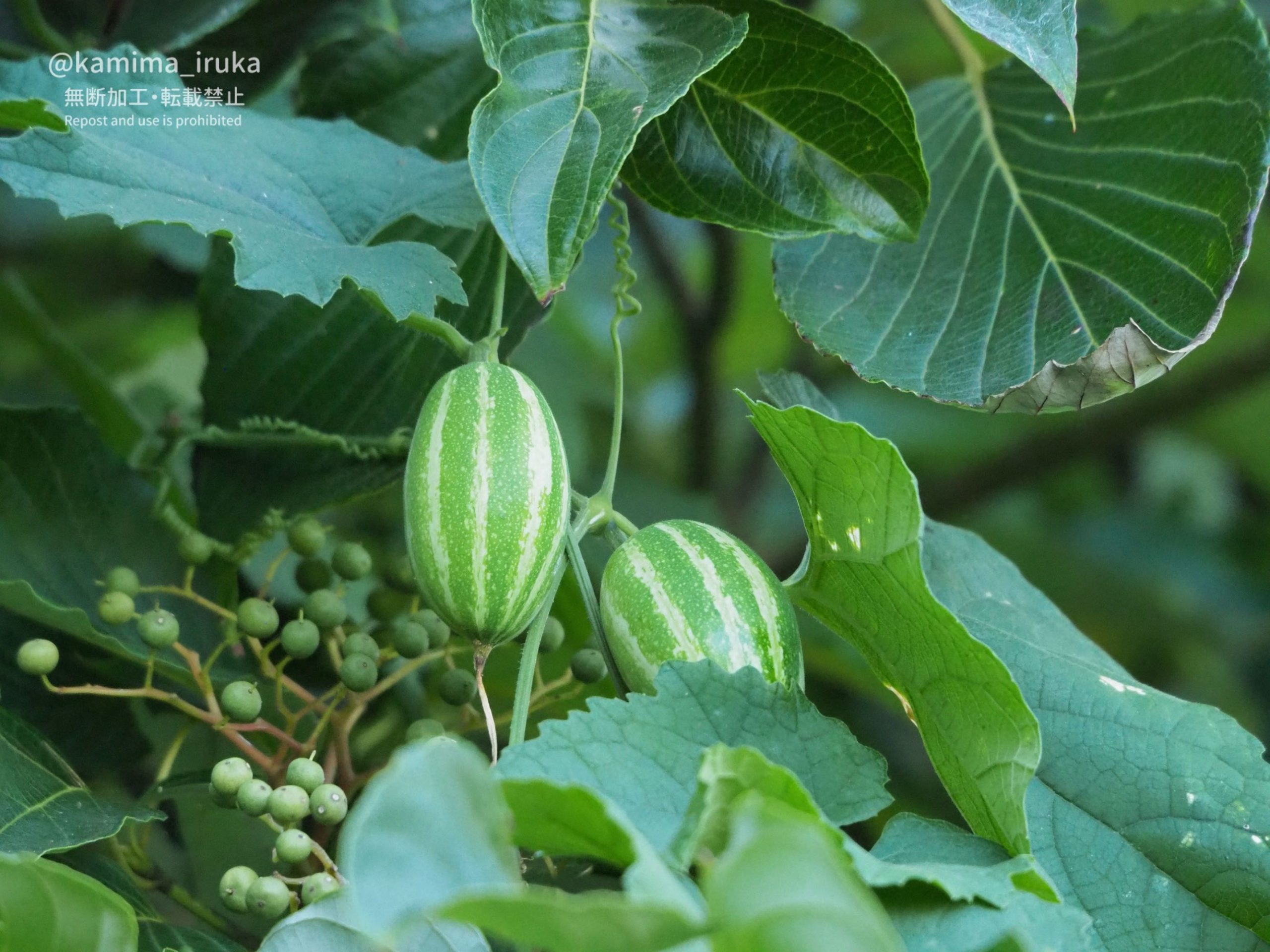 2024/08/13 あささんぽ