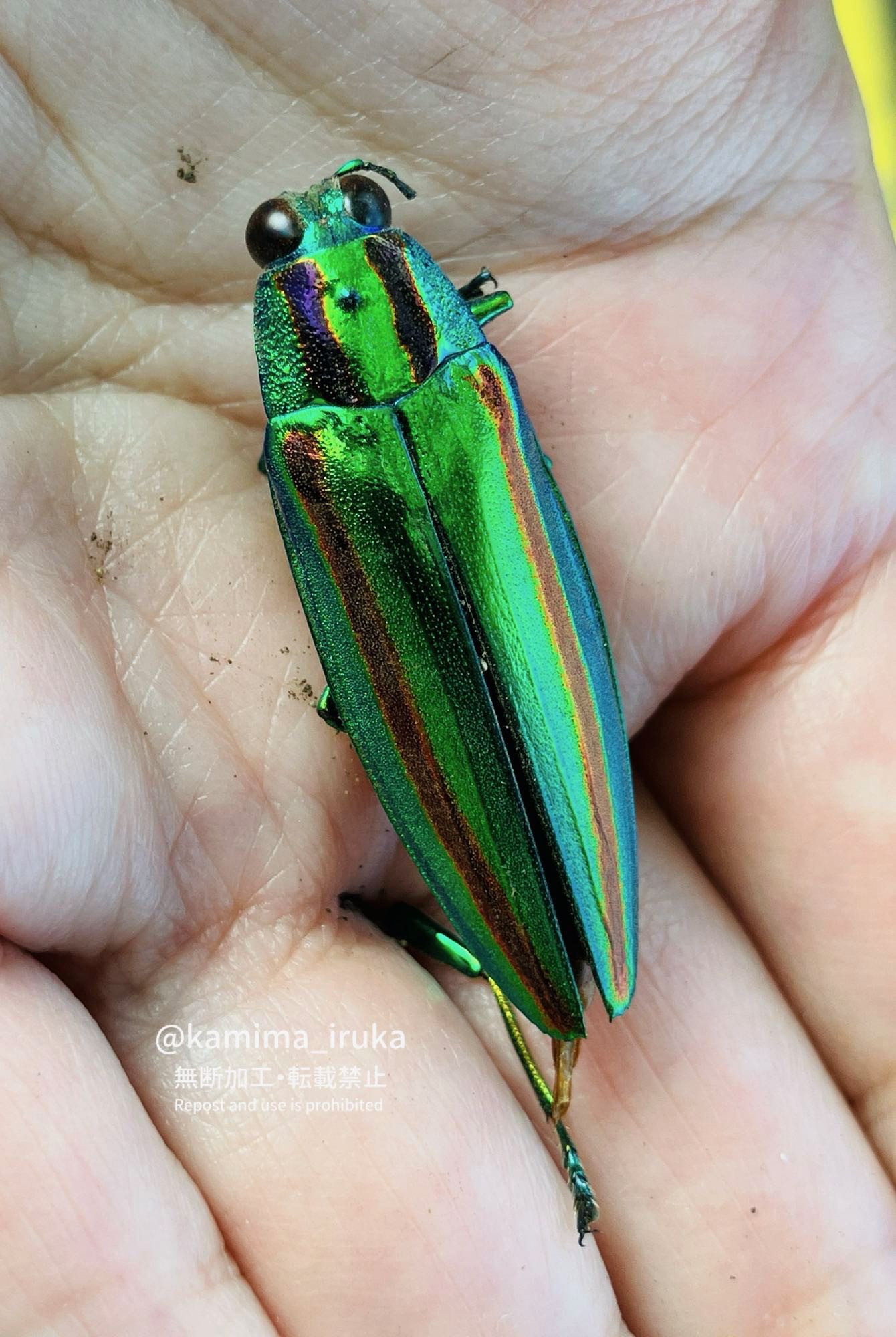 2024/08/14 あささんぽ