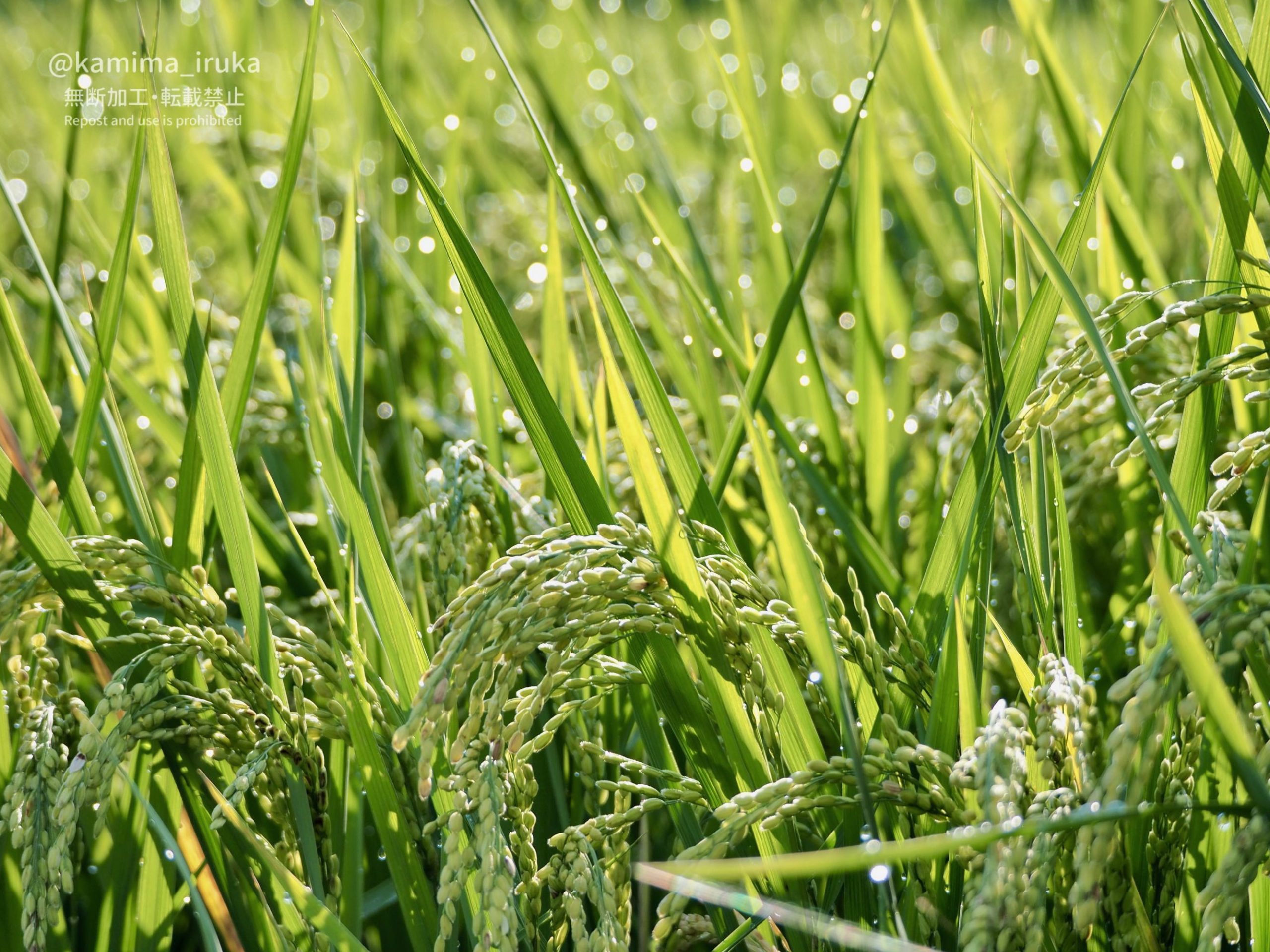 2024/08/25 あささんぽ