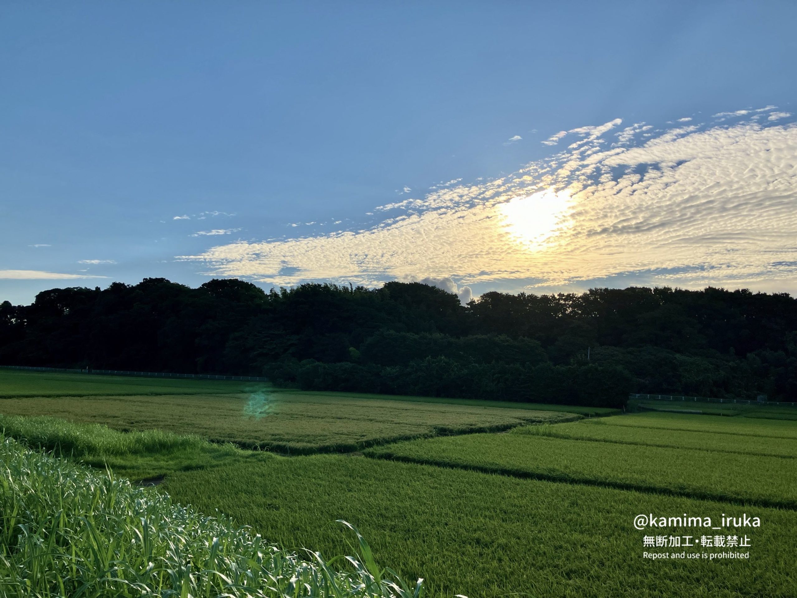 2024/08/26 あささんぽ