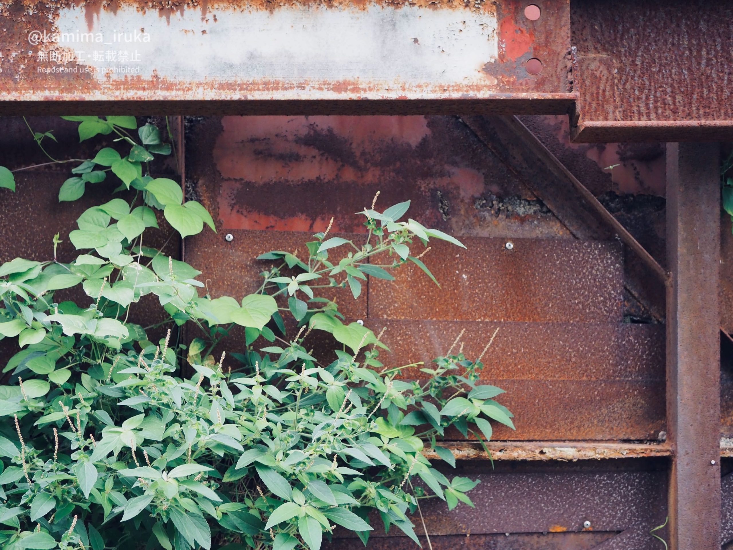 2024/08/29 あささんぽ