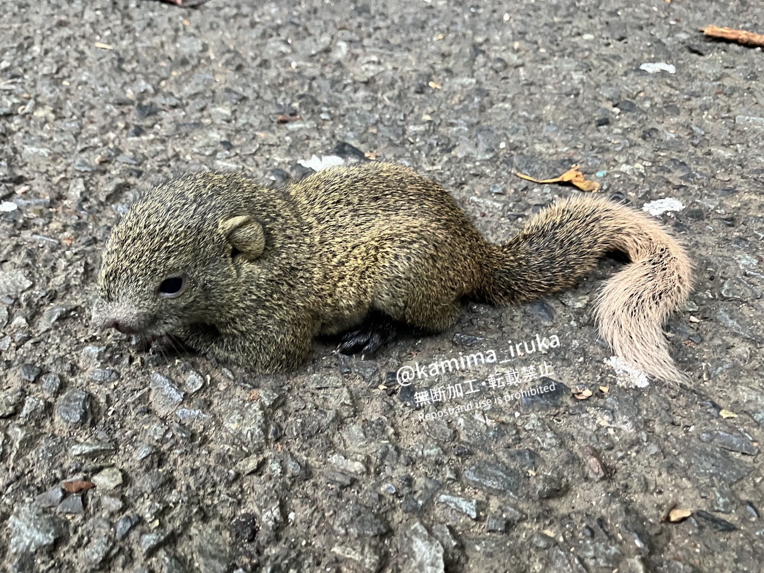 2024/09/19 あささんぽ