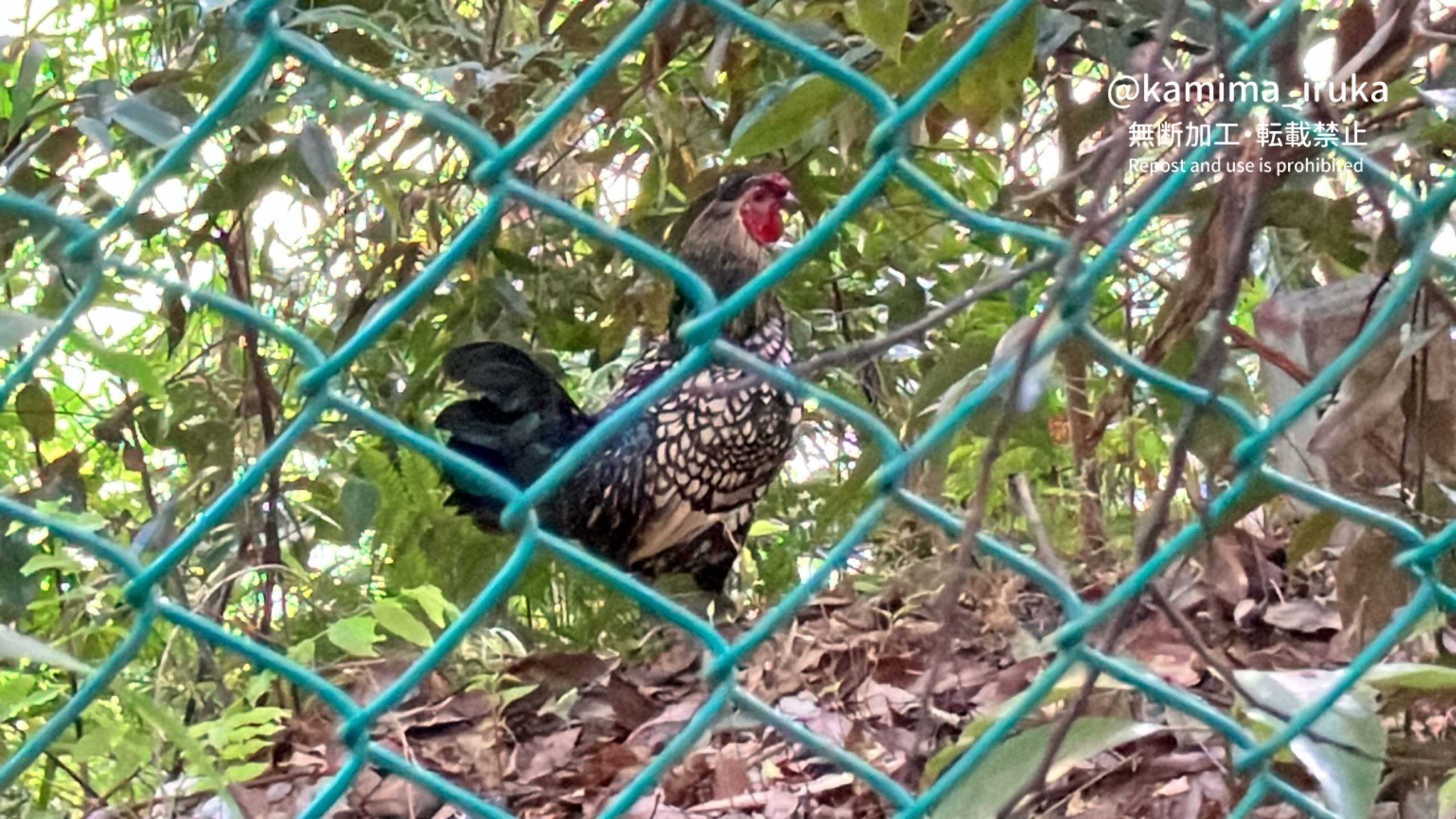 2024/09/07 あささんぽ