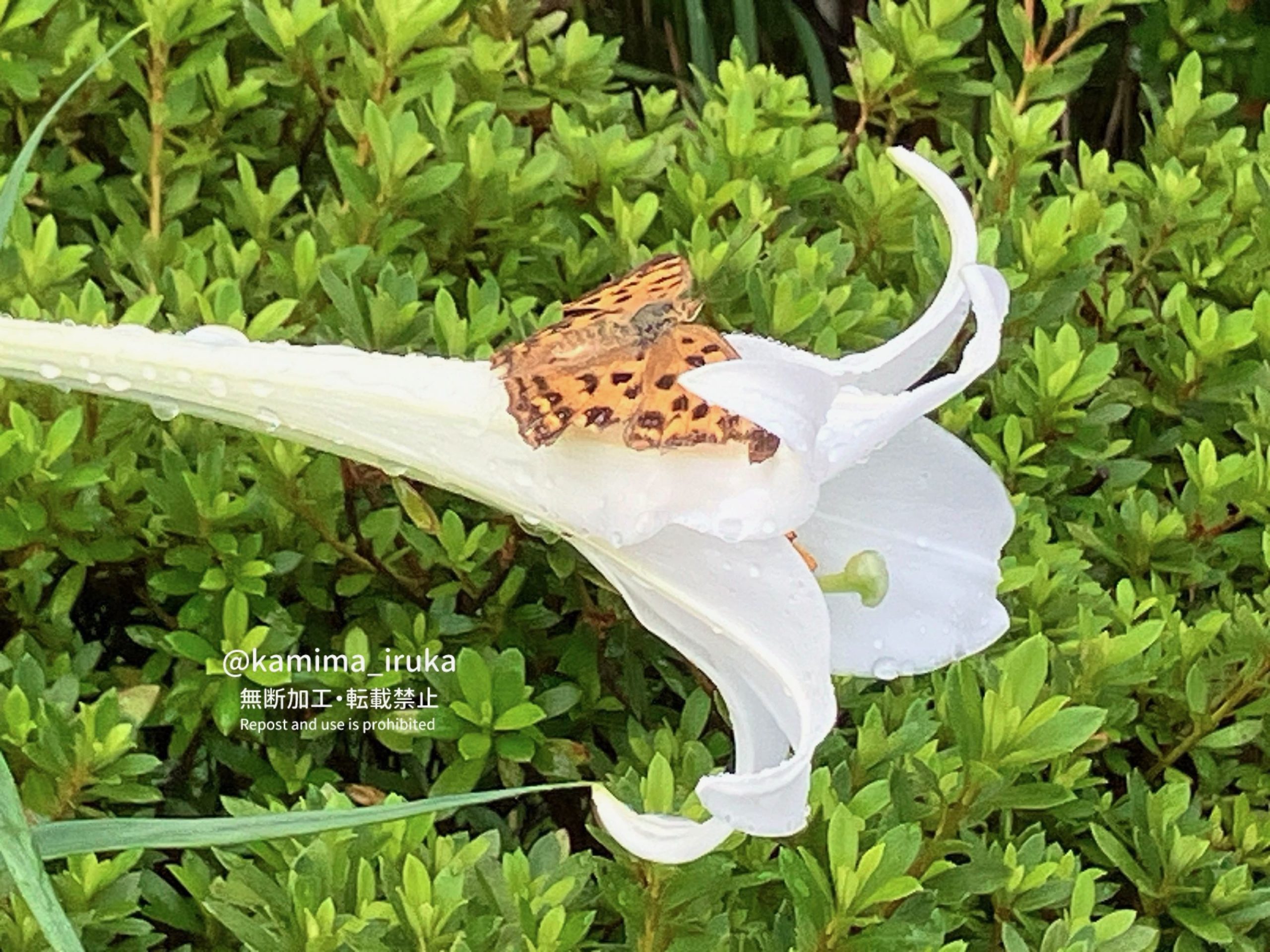 2024/09/10 あささんぽ