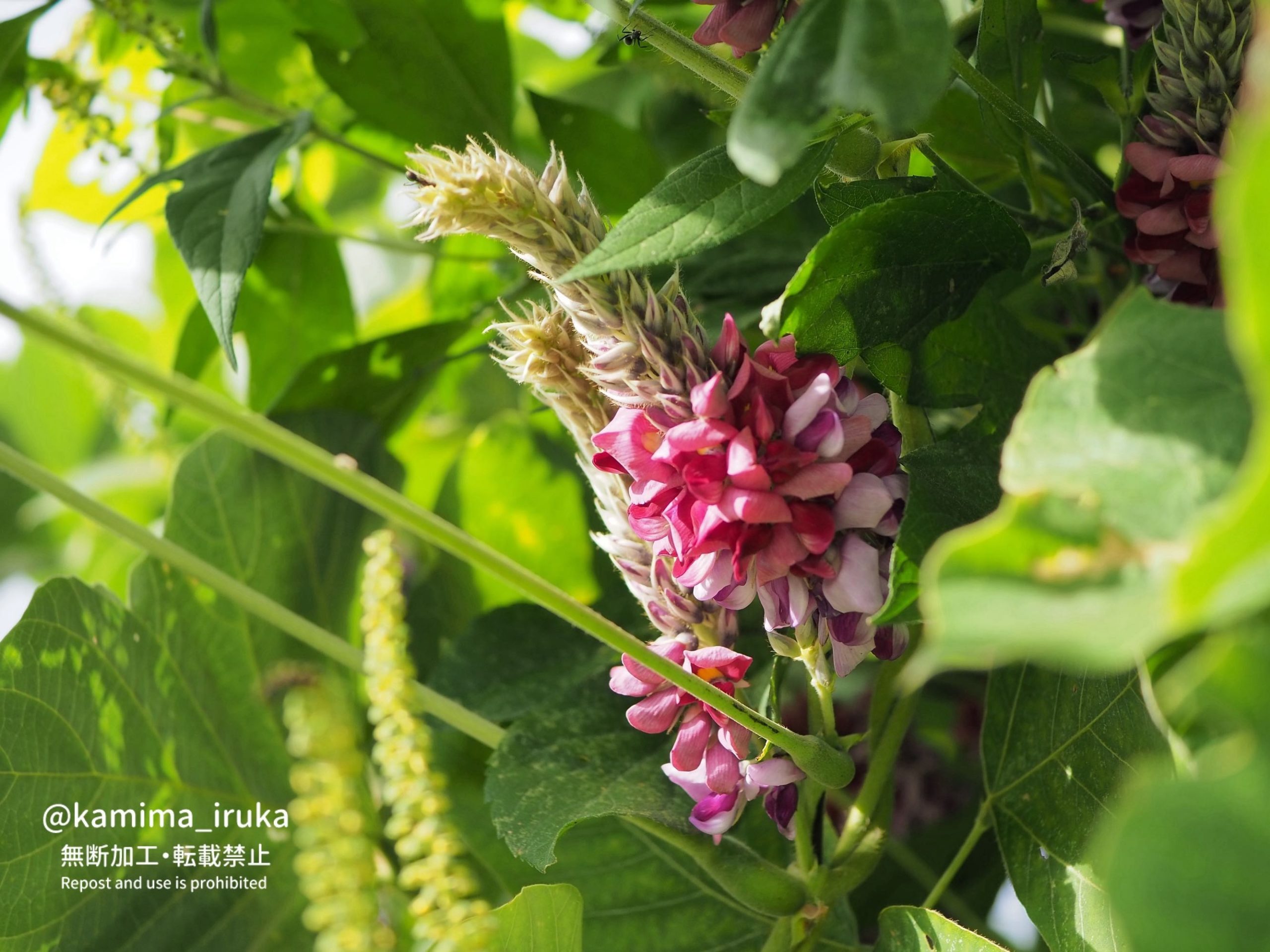 2024/09/15 あささんぽ