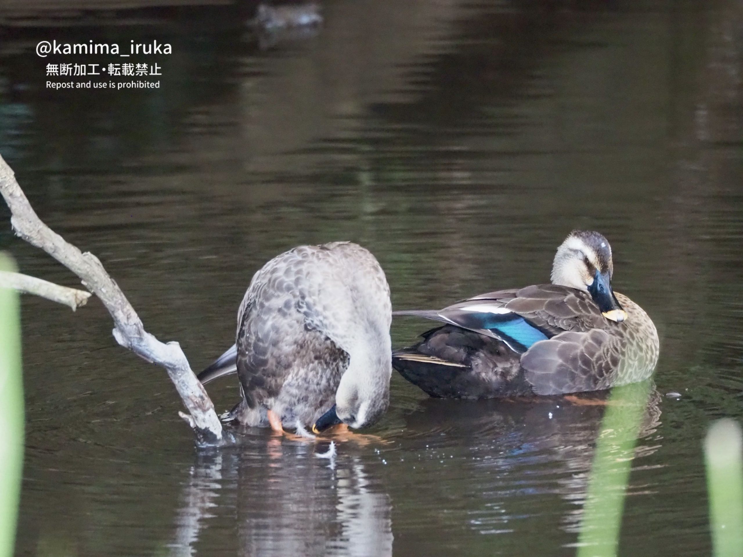 2024/09/26 あささんぽ