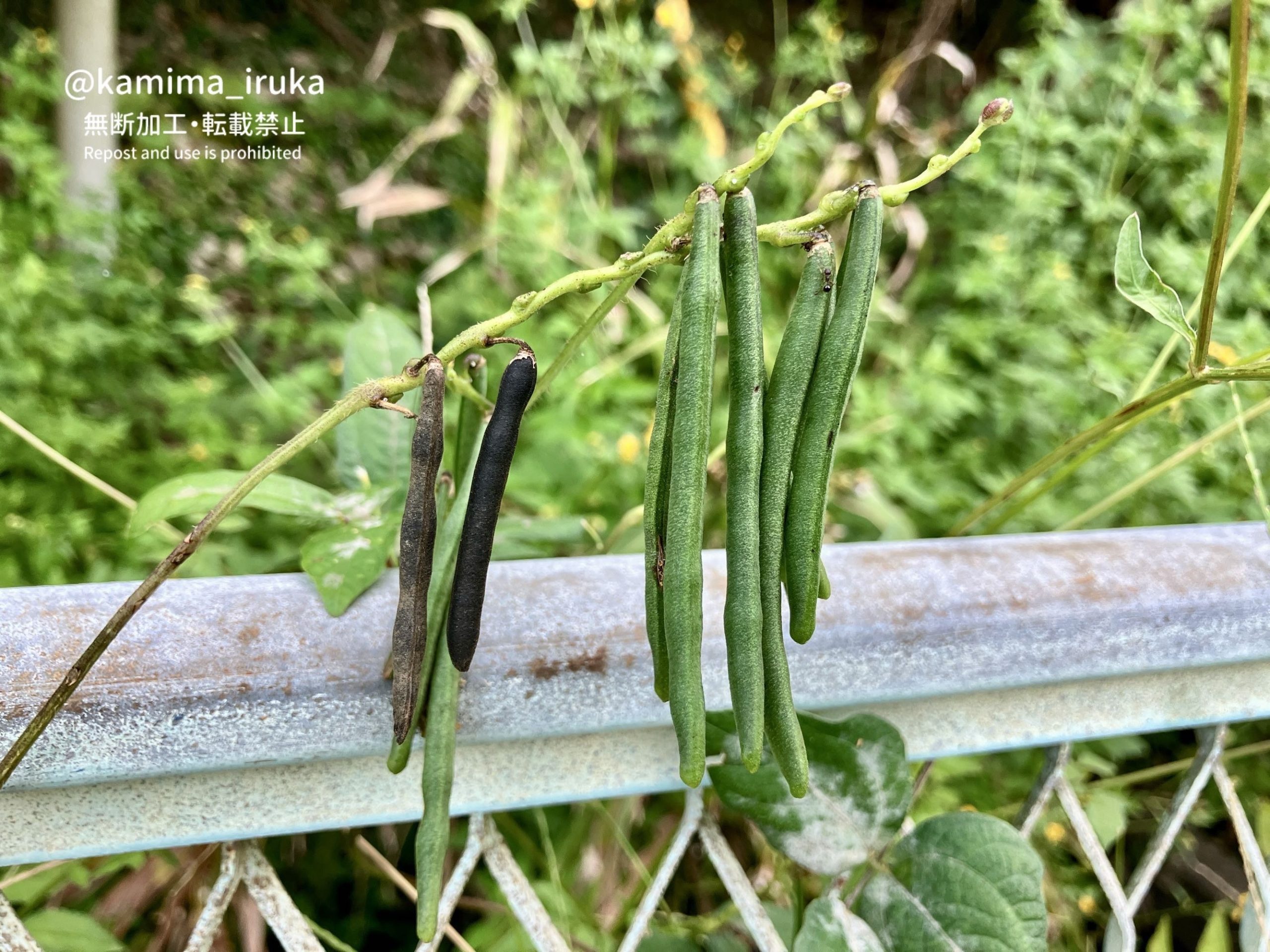 2024/10/11 あささんぽ