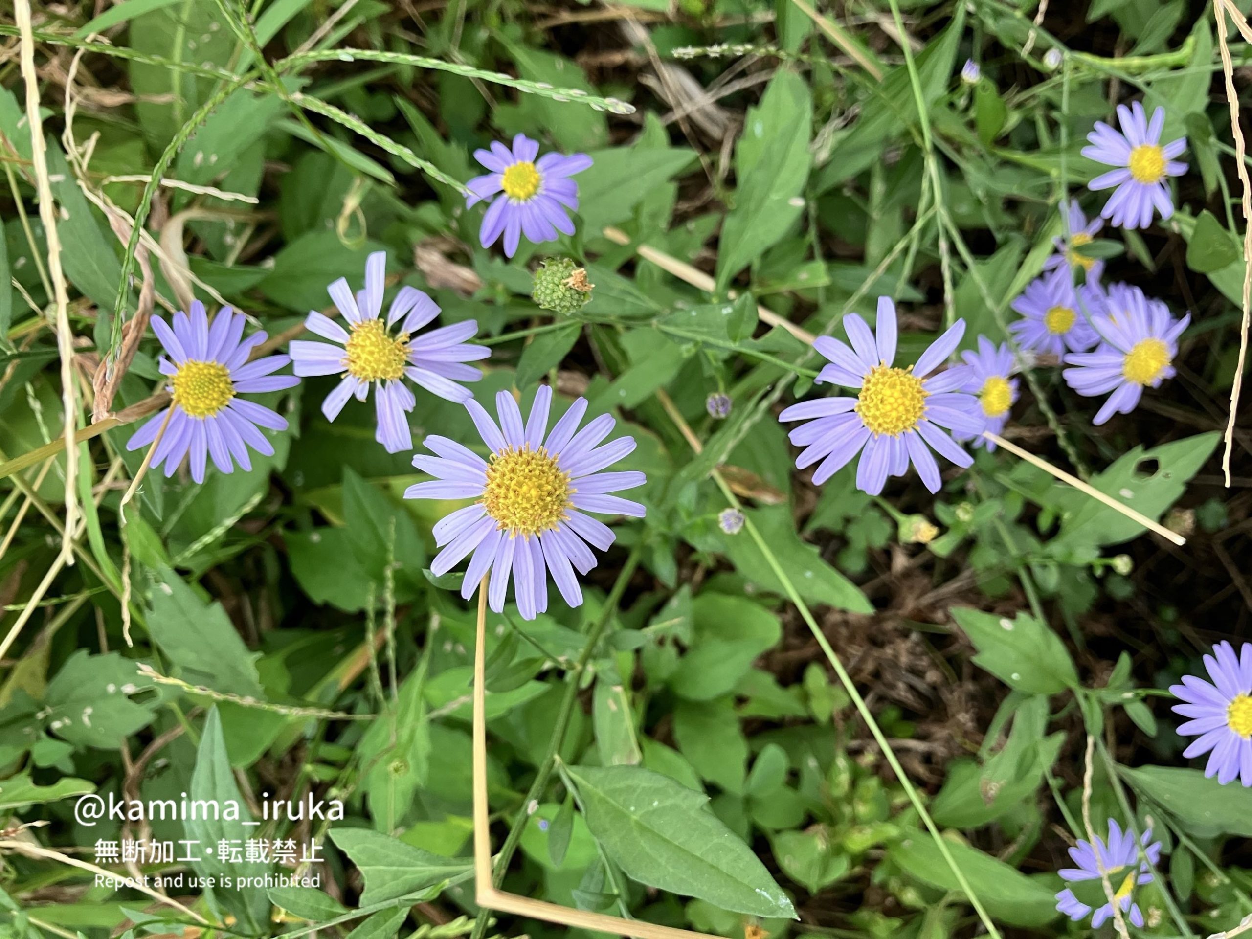 2024/10/26 あささんぽ