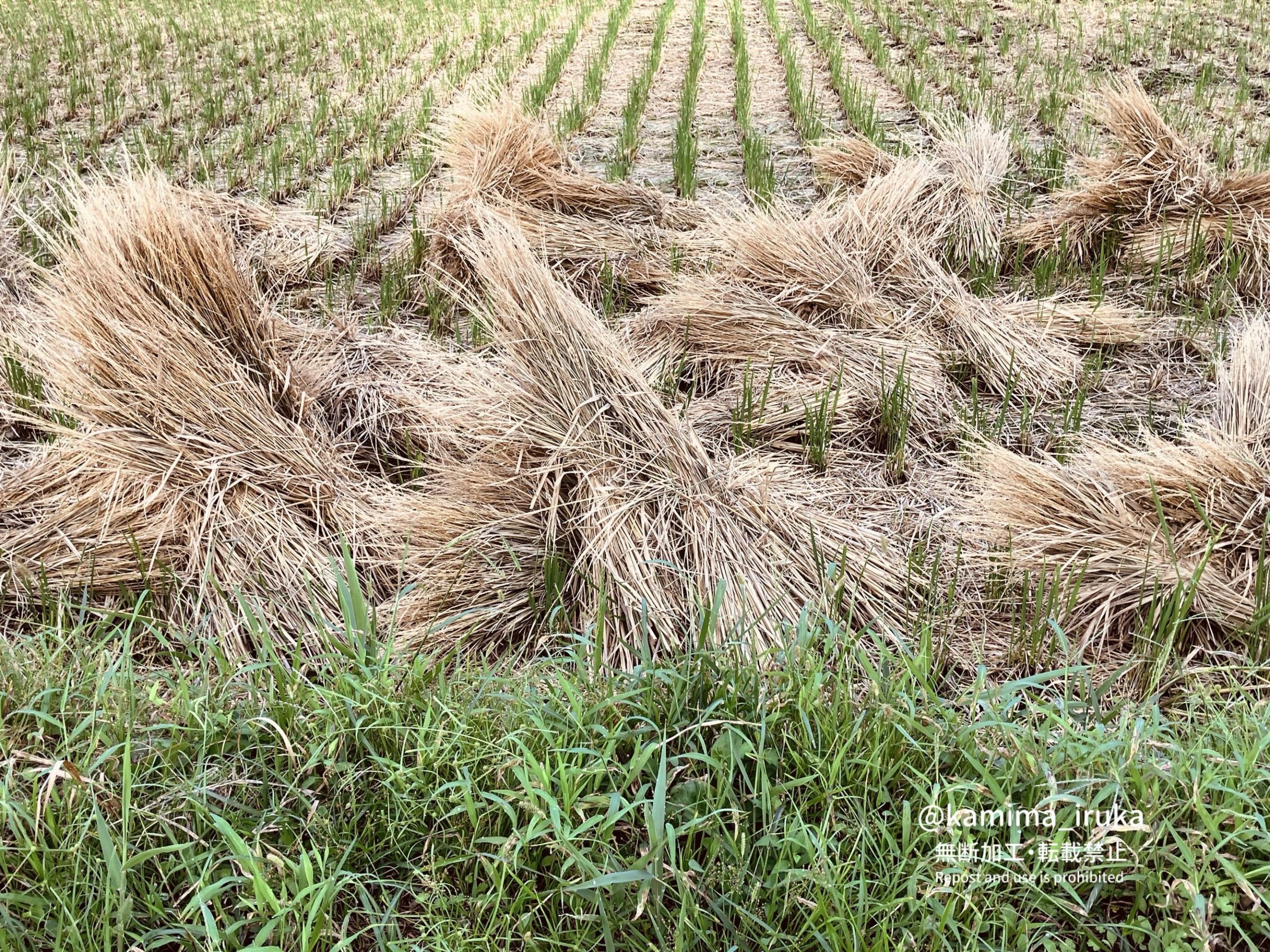 2024/09/29 あささんぽ