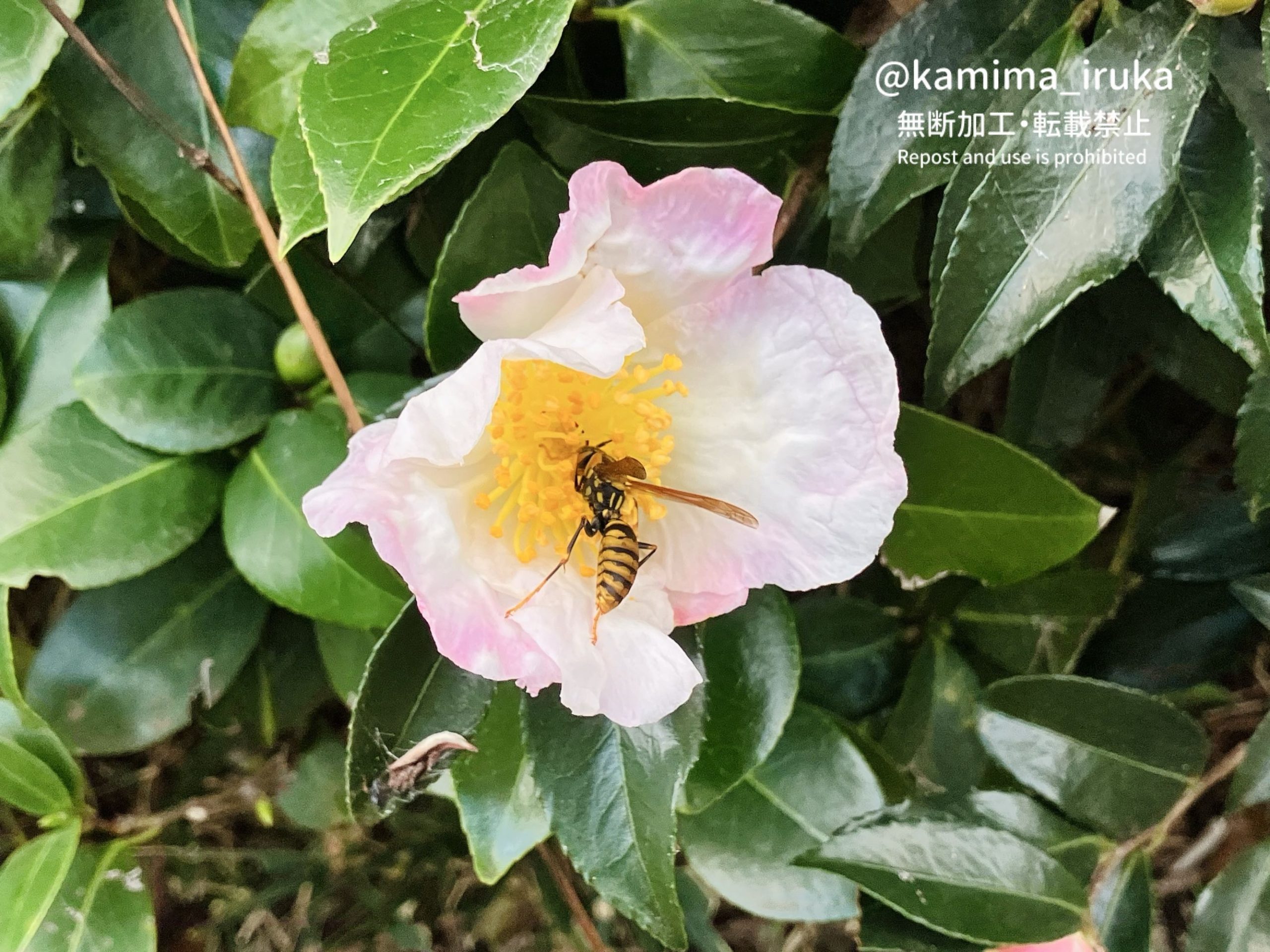 2024/11/23 あささんぽ