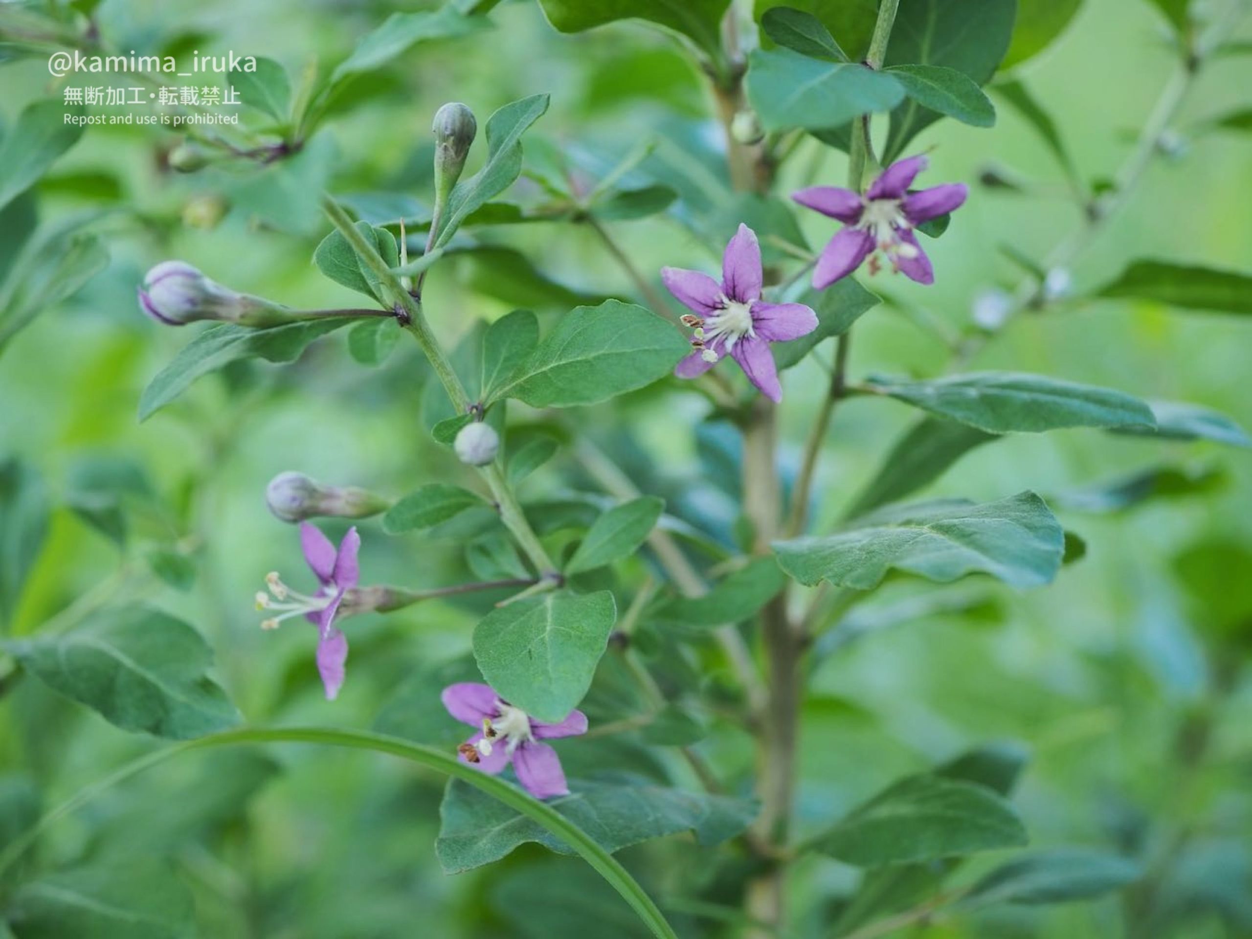 2024/10/31 あささんぽ