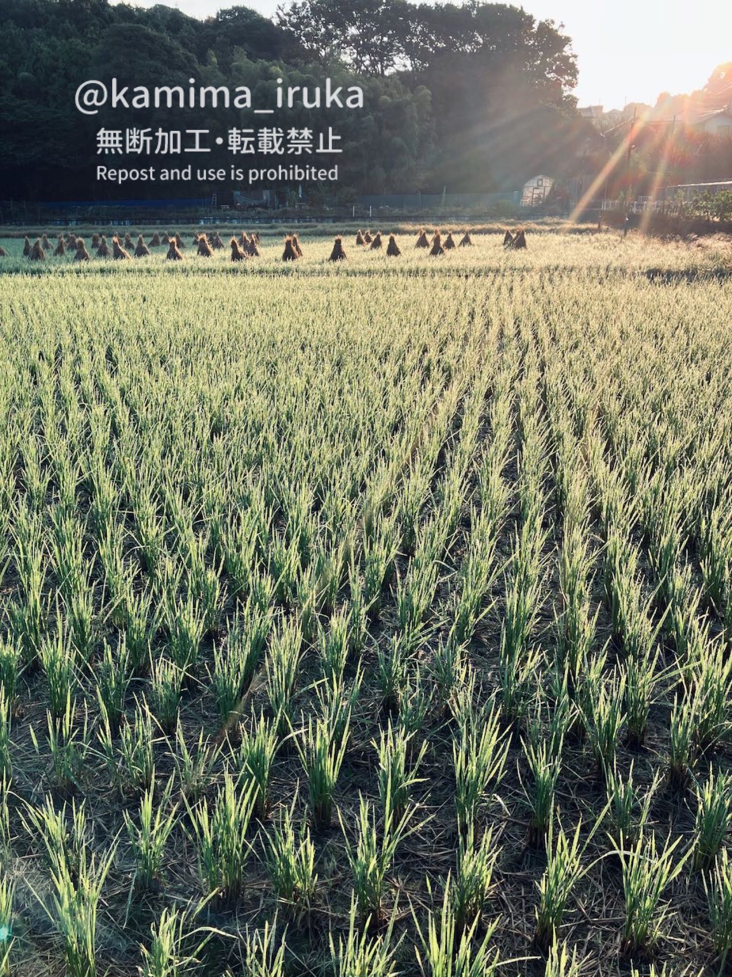 2024/11/04 あささんぽ