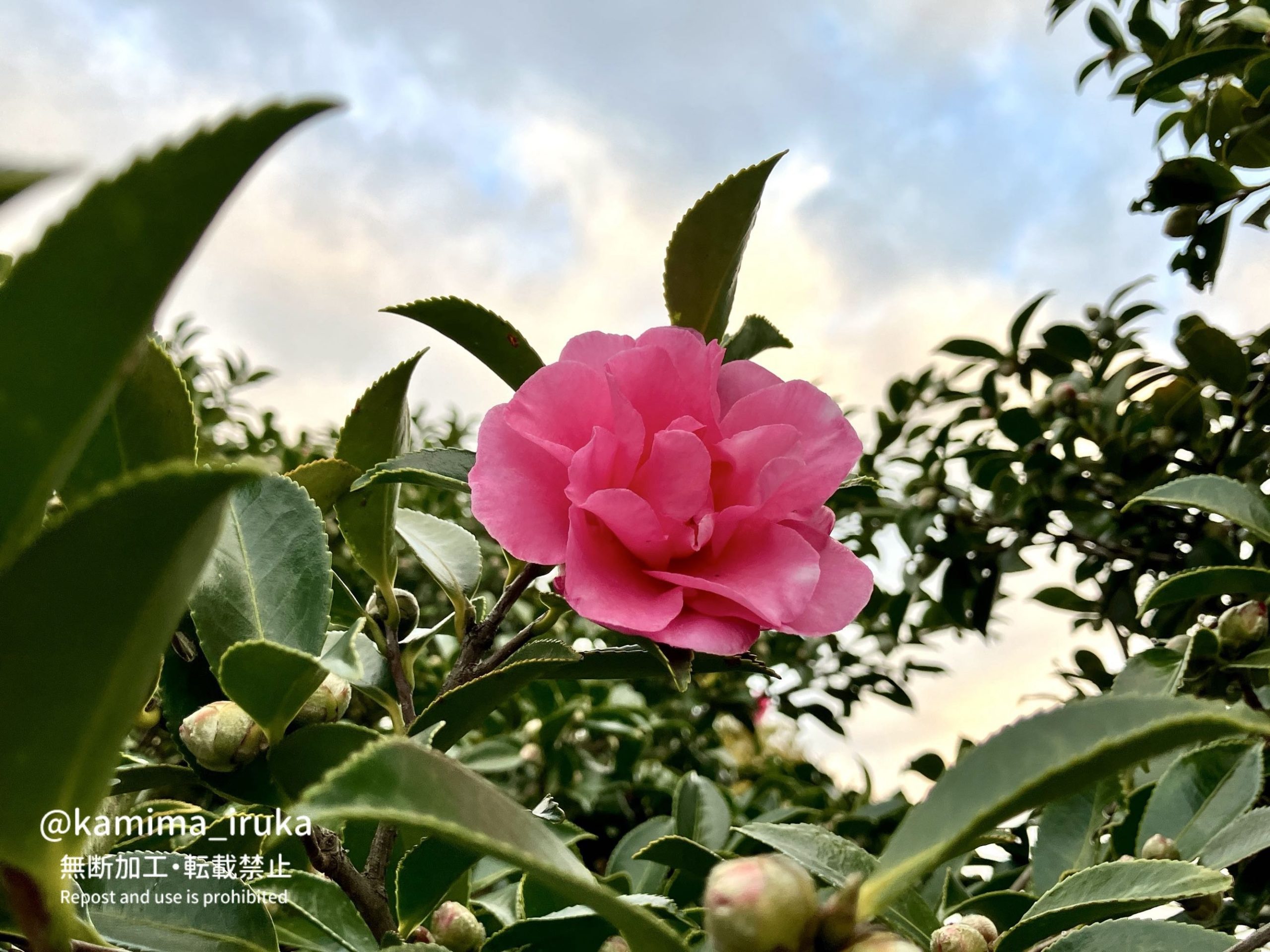 2024/11/24 あささんぽ