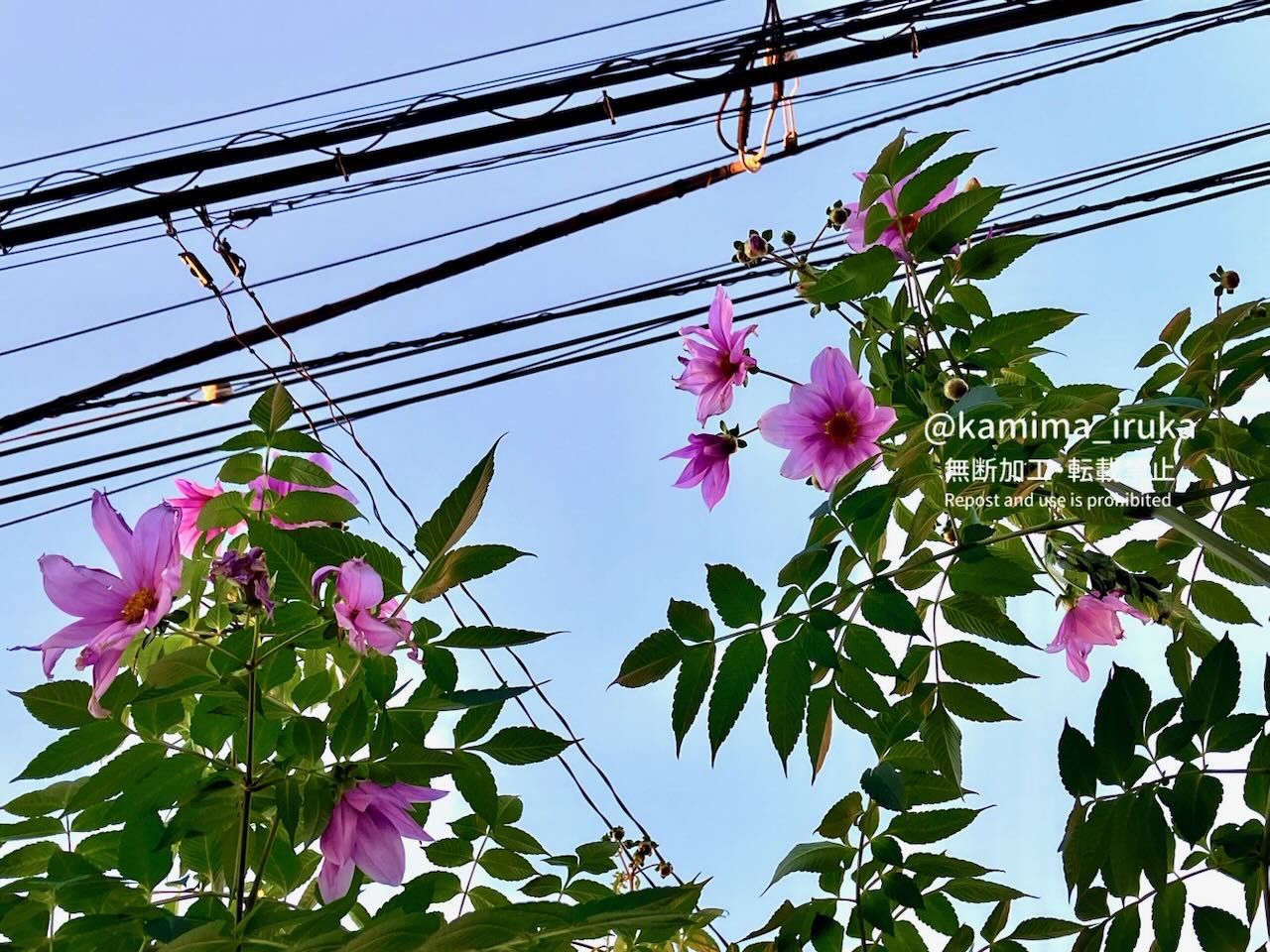 2024/11/30 あささんぽ