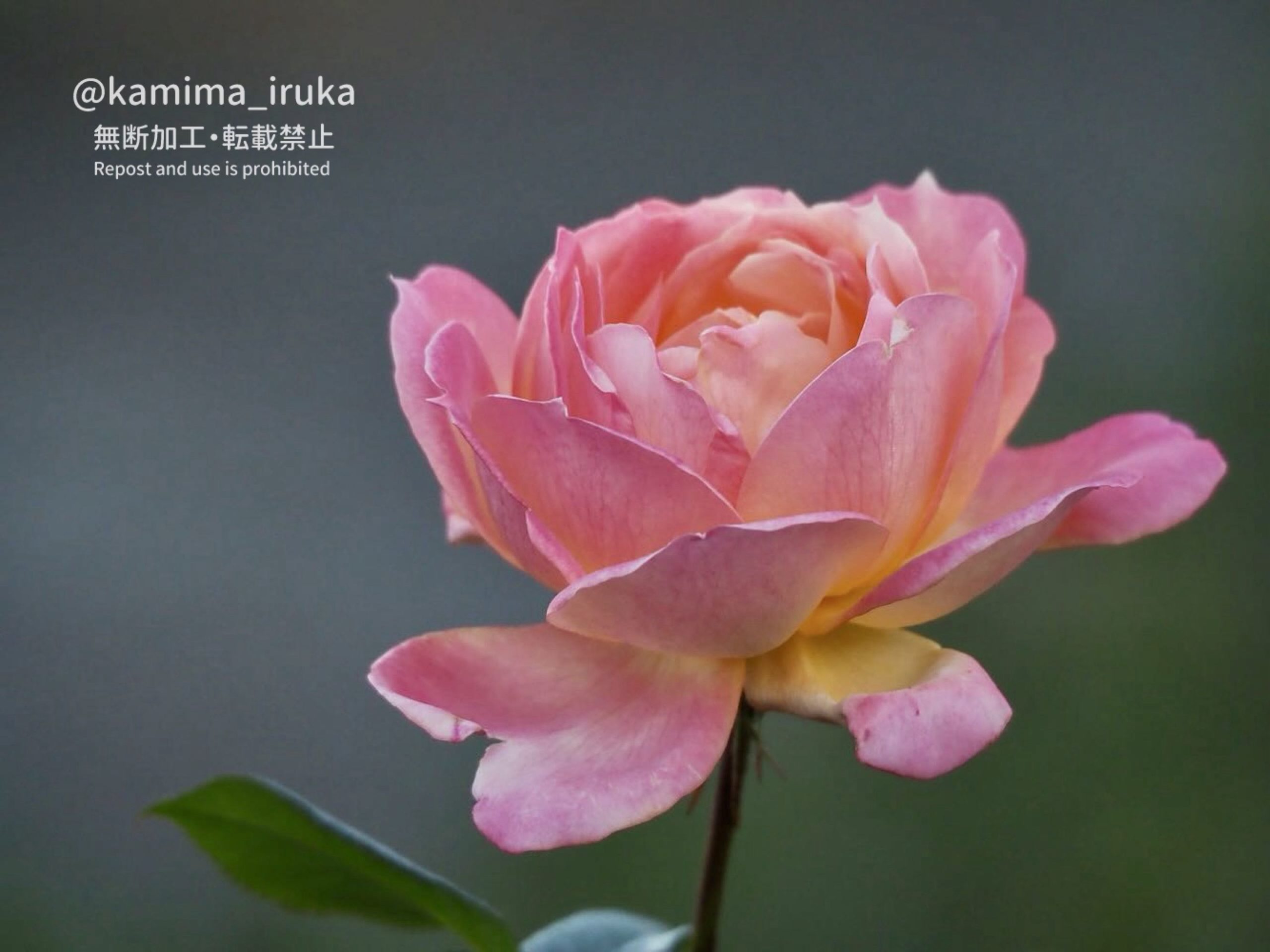 2024/12/01 あささんぽ