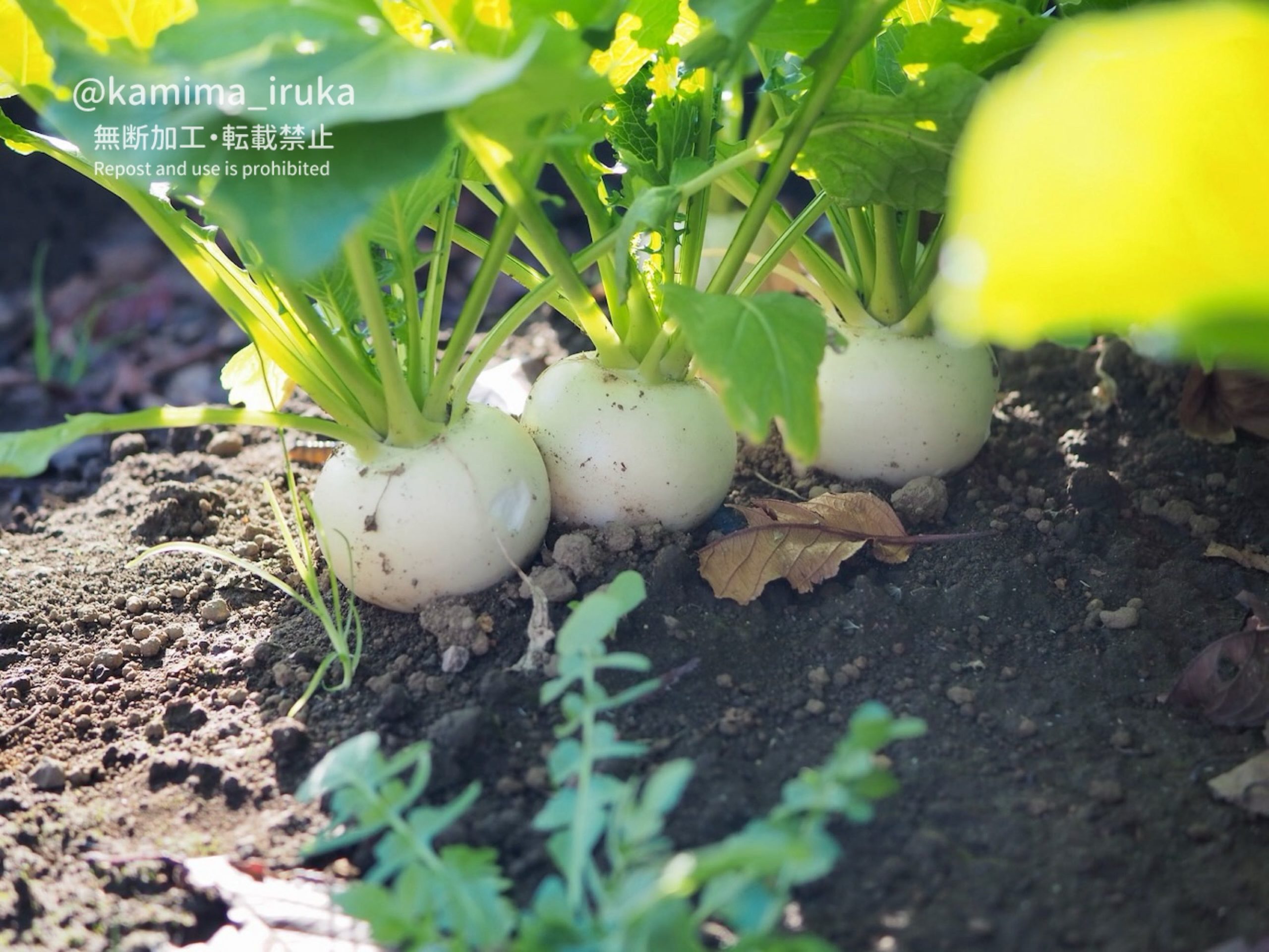 2024/12/08 あささんぽ