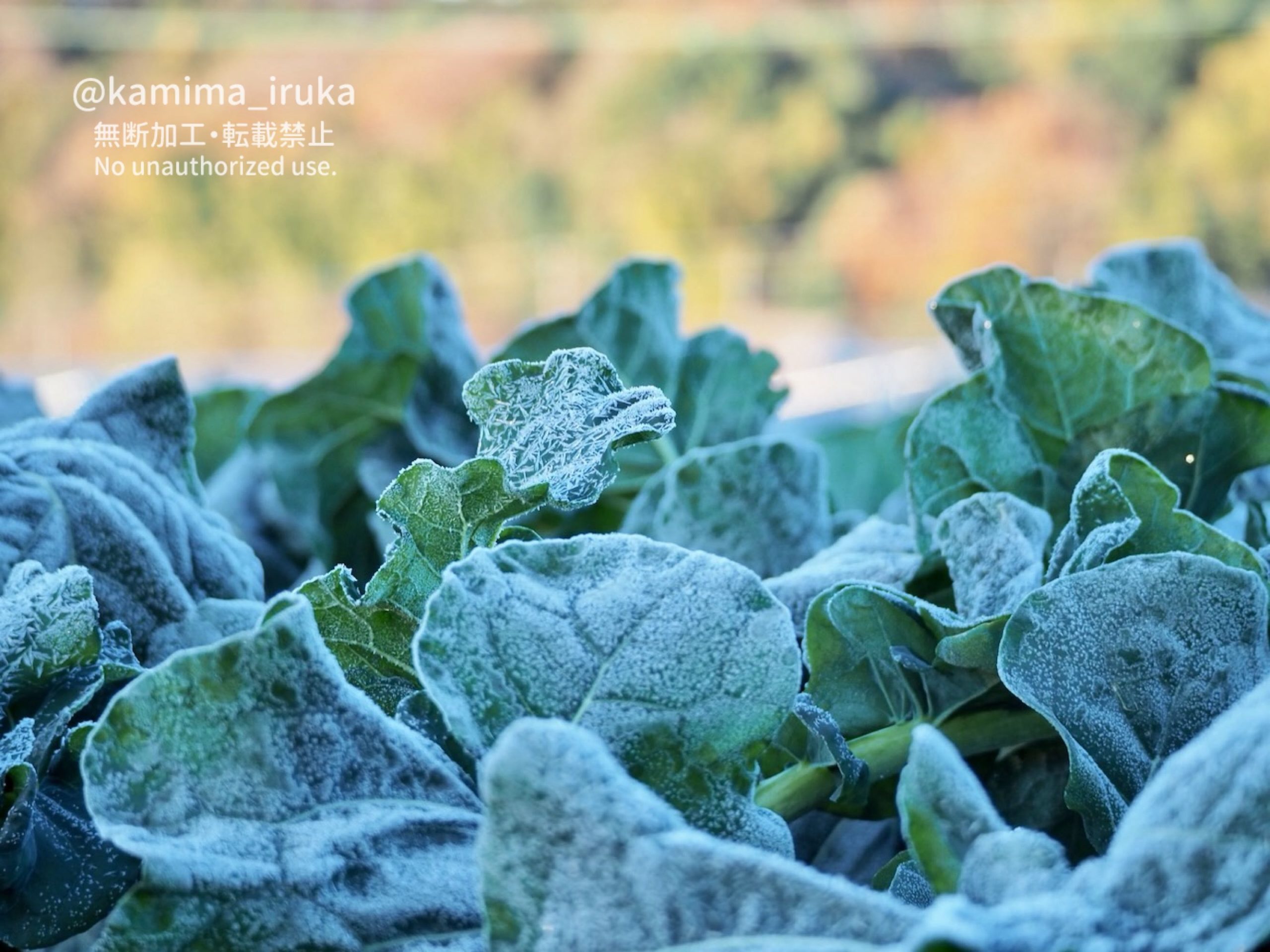 2024/12/15 あささんぽ