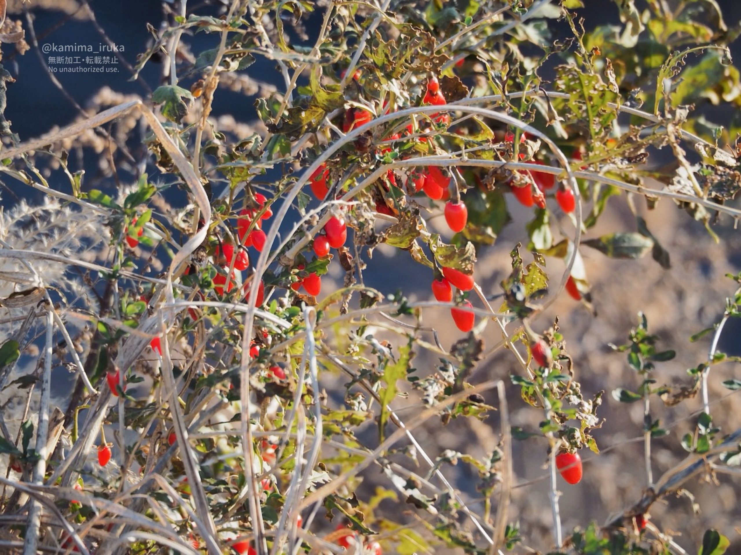 2025/01/05 あささんぽ