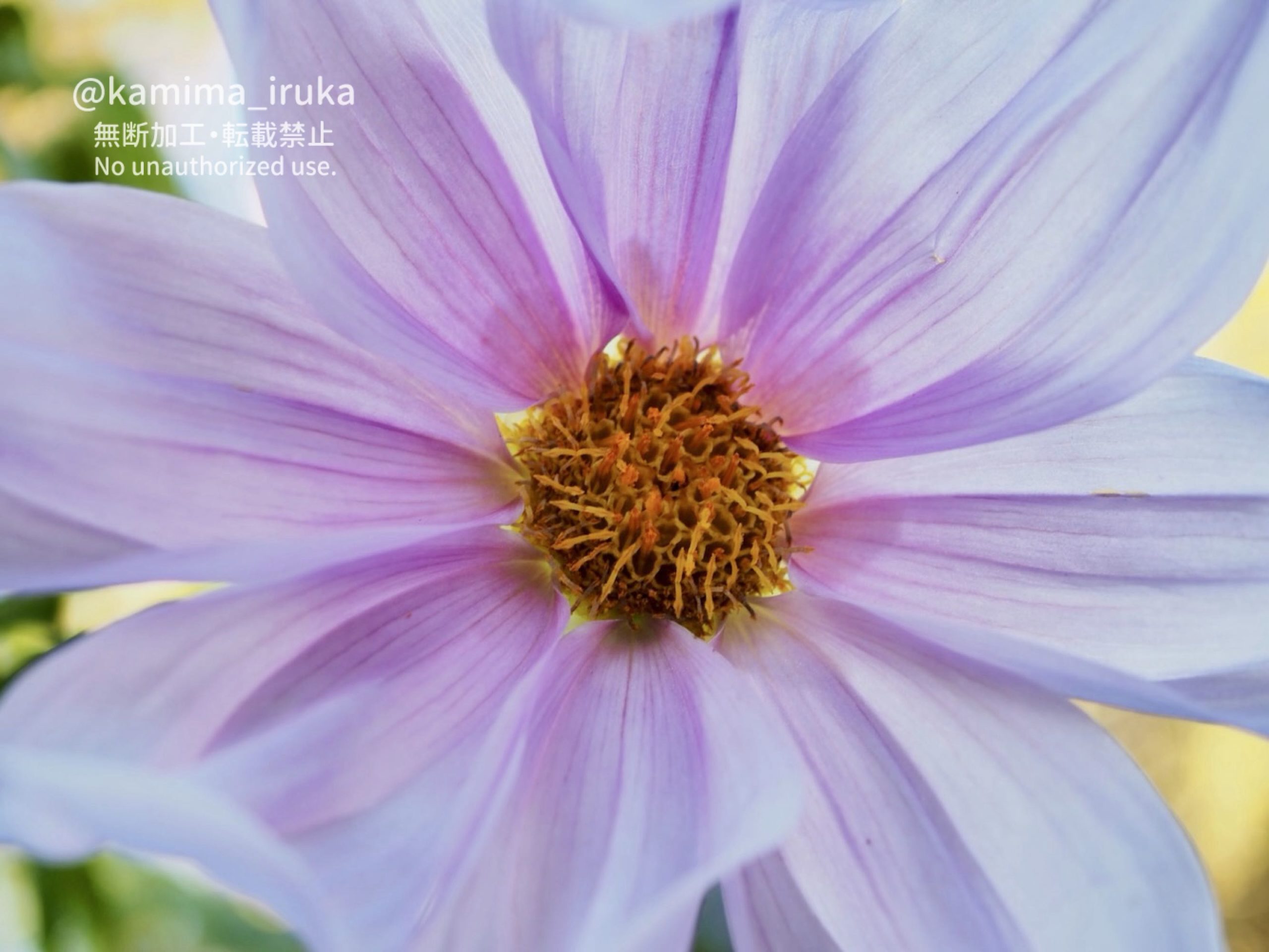 2024/12/22 あささんぽ