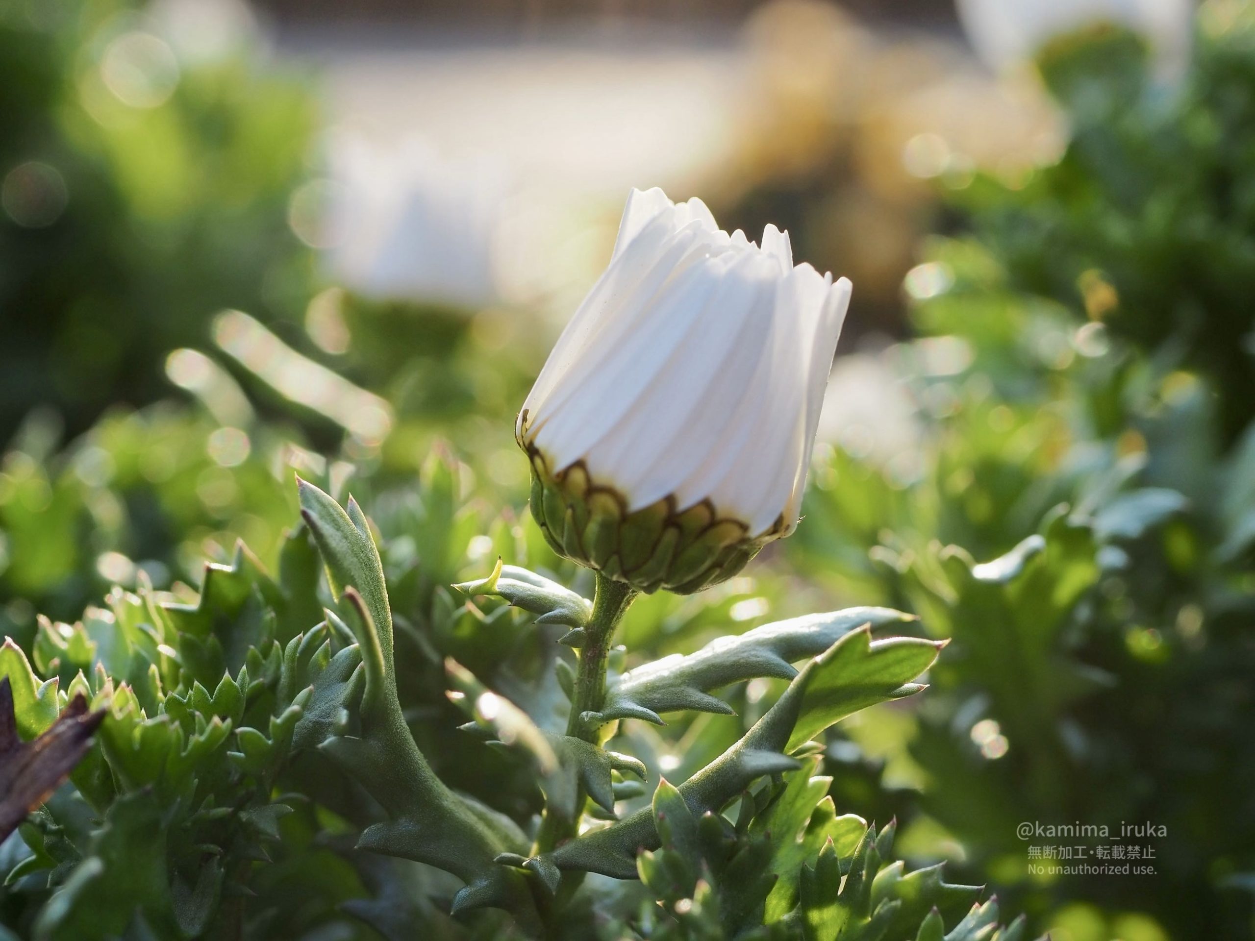 2025/02/17 あささんぽ