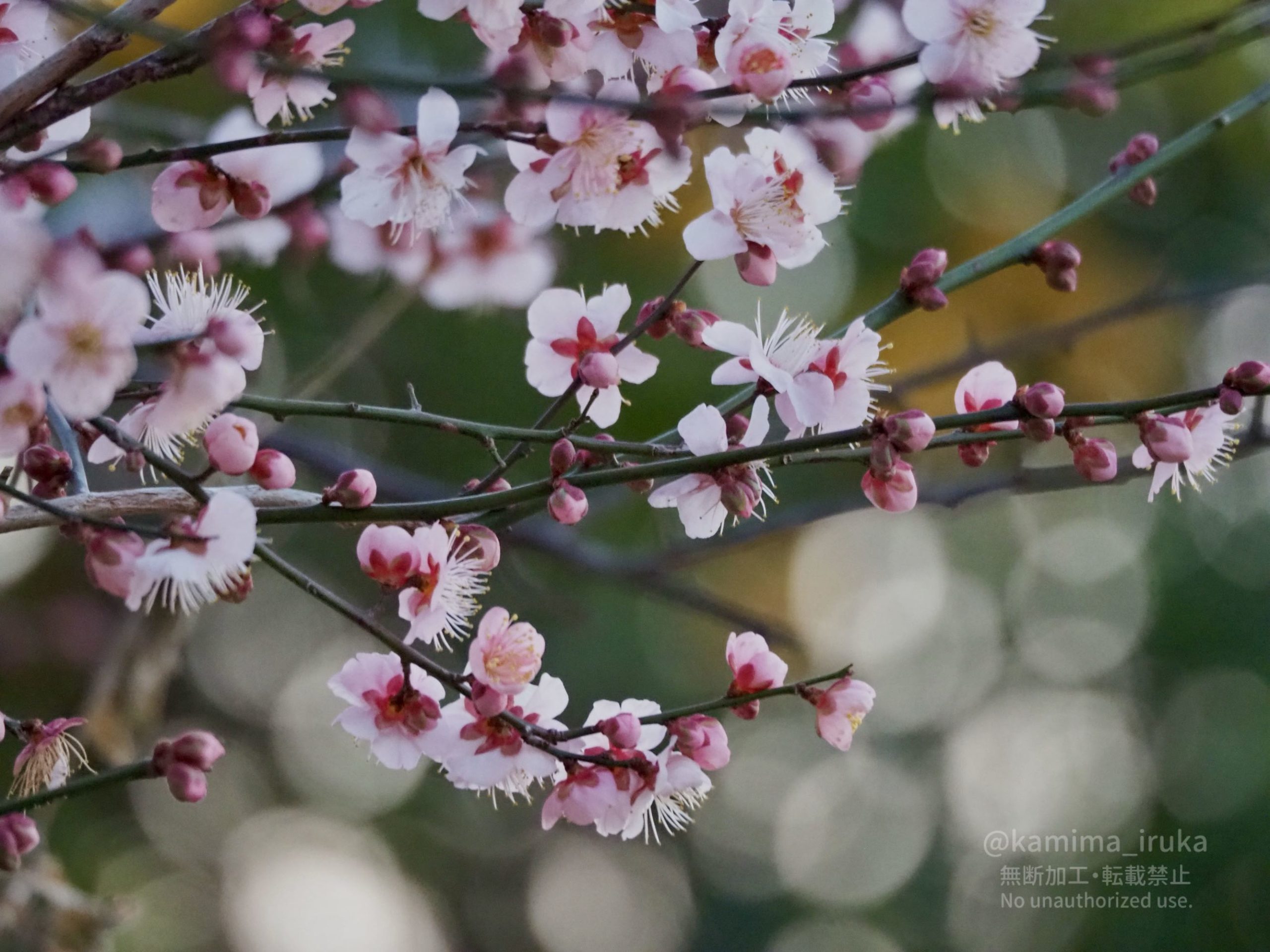 2025/01/26 あささんぽ