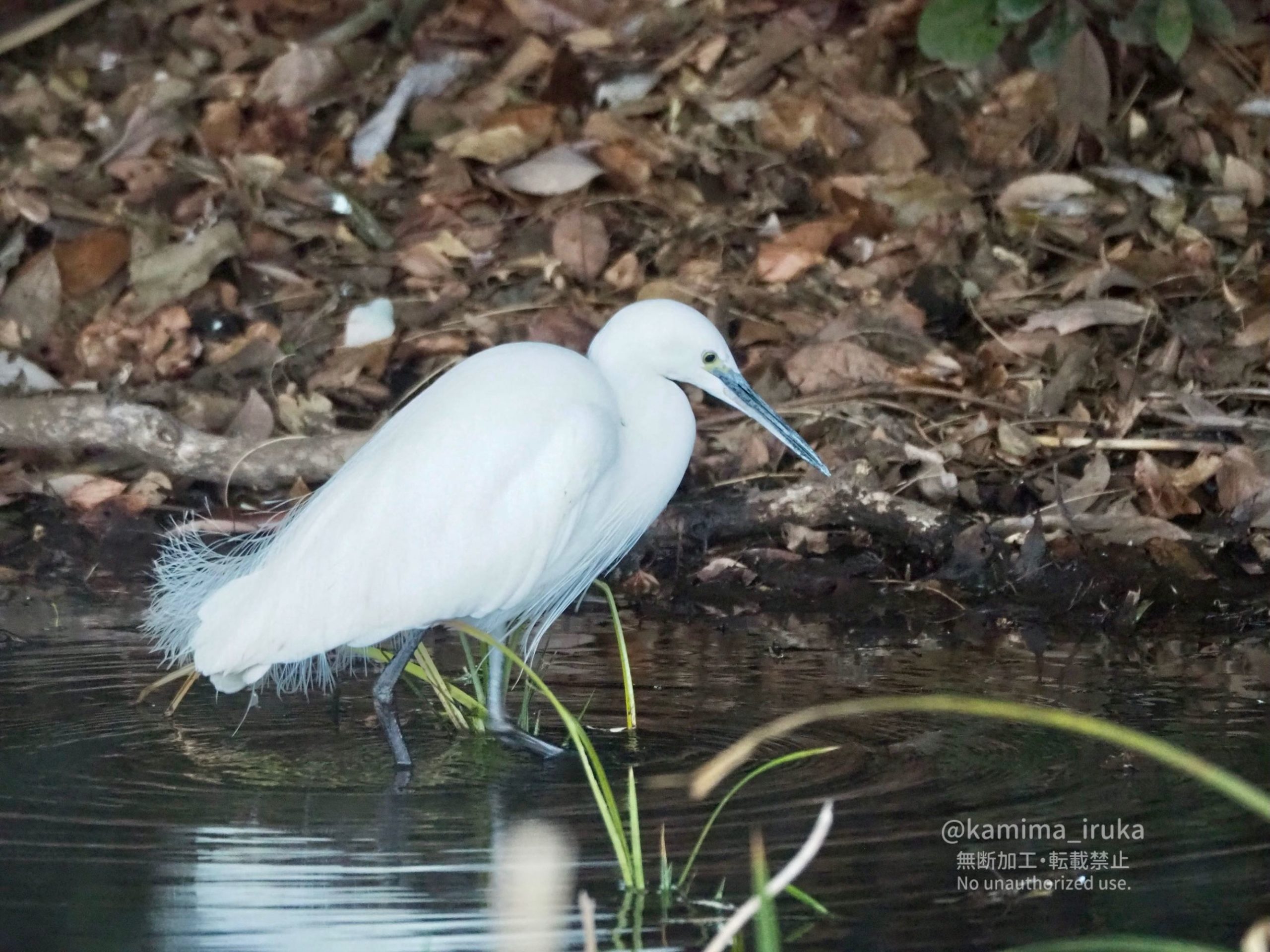 2025/01/28 あささんぽ
