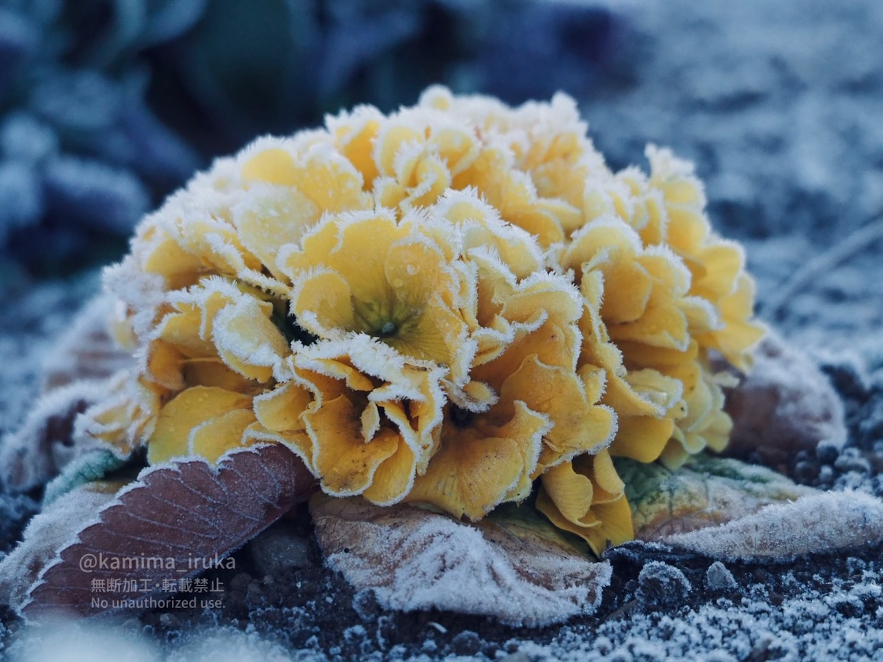 2025/02/05 あささんぽ