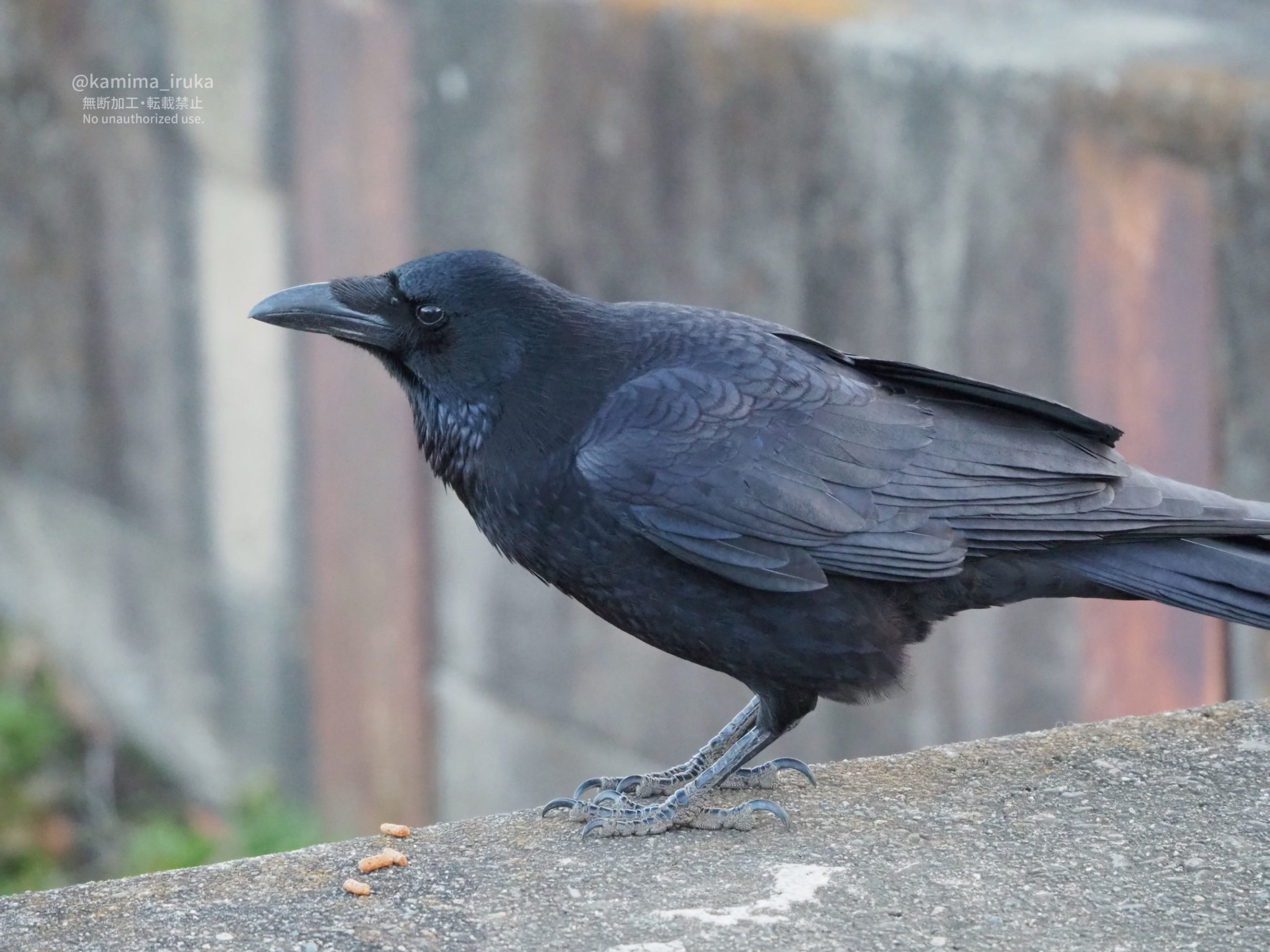 2025/01/29 あささんぽ