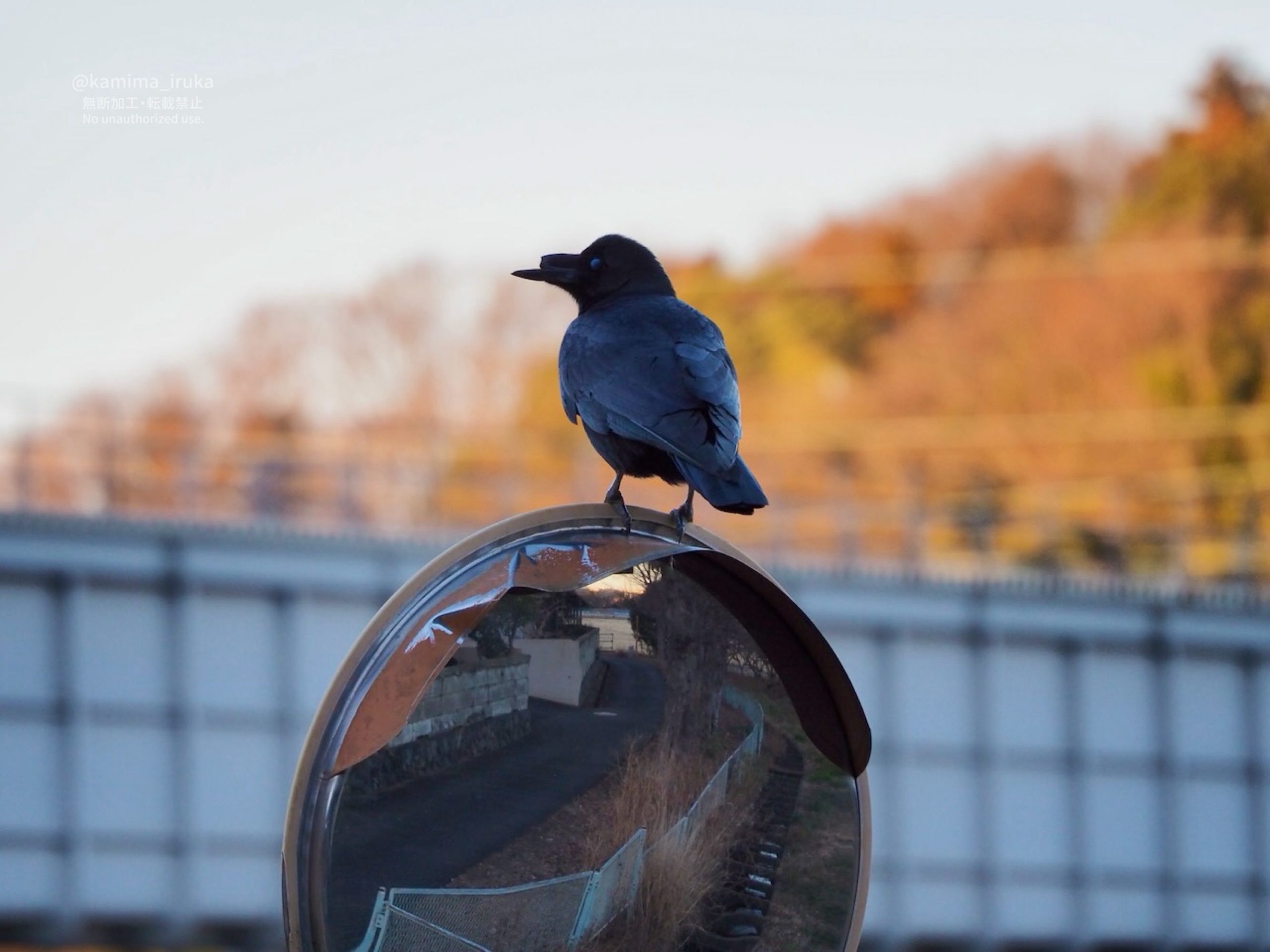 2025/01/31 あささんぽ