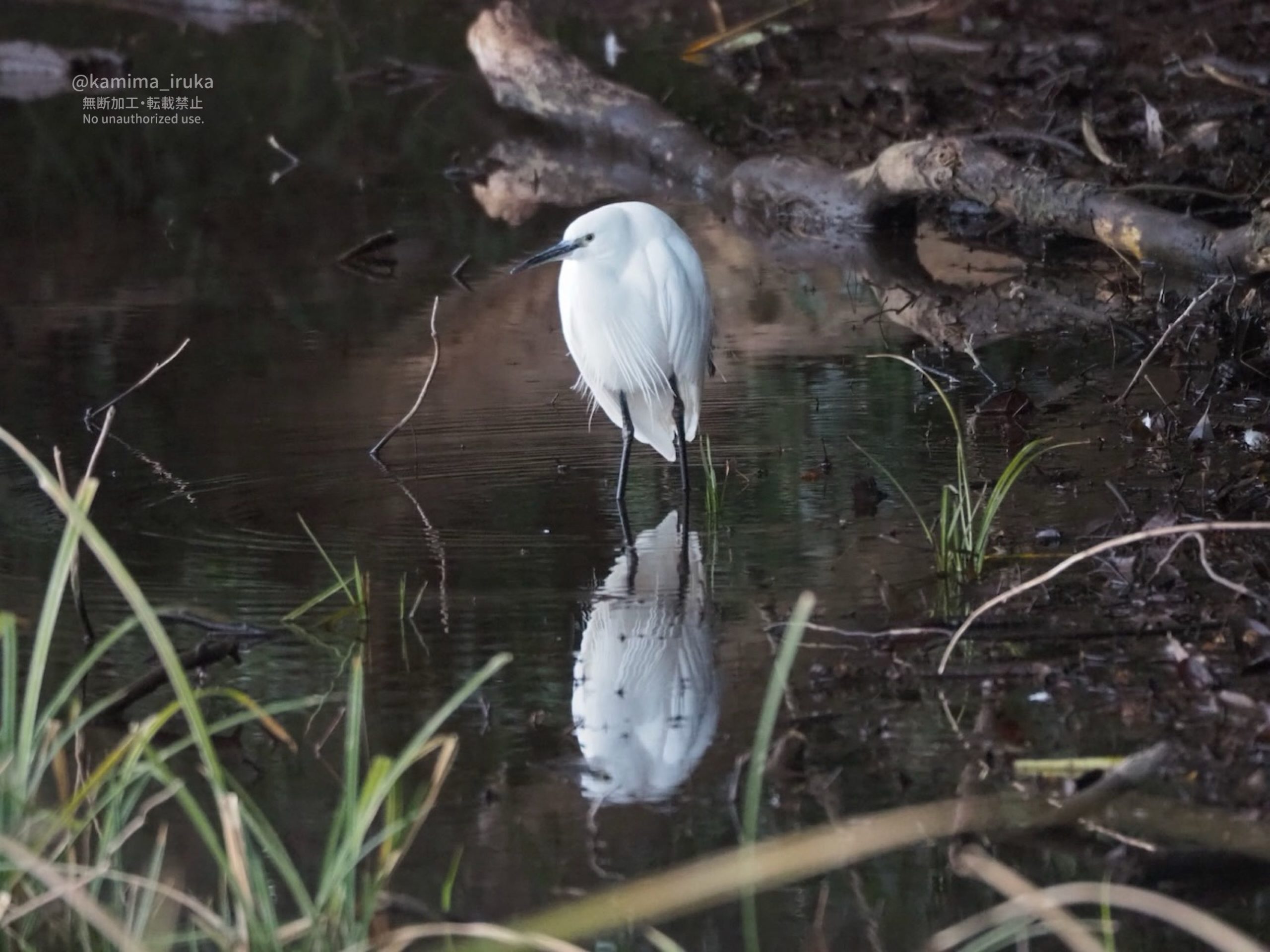 2025/02/01 あささんぽ