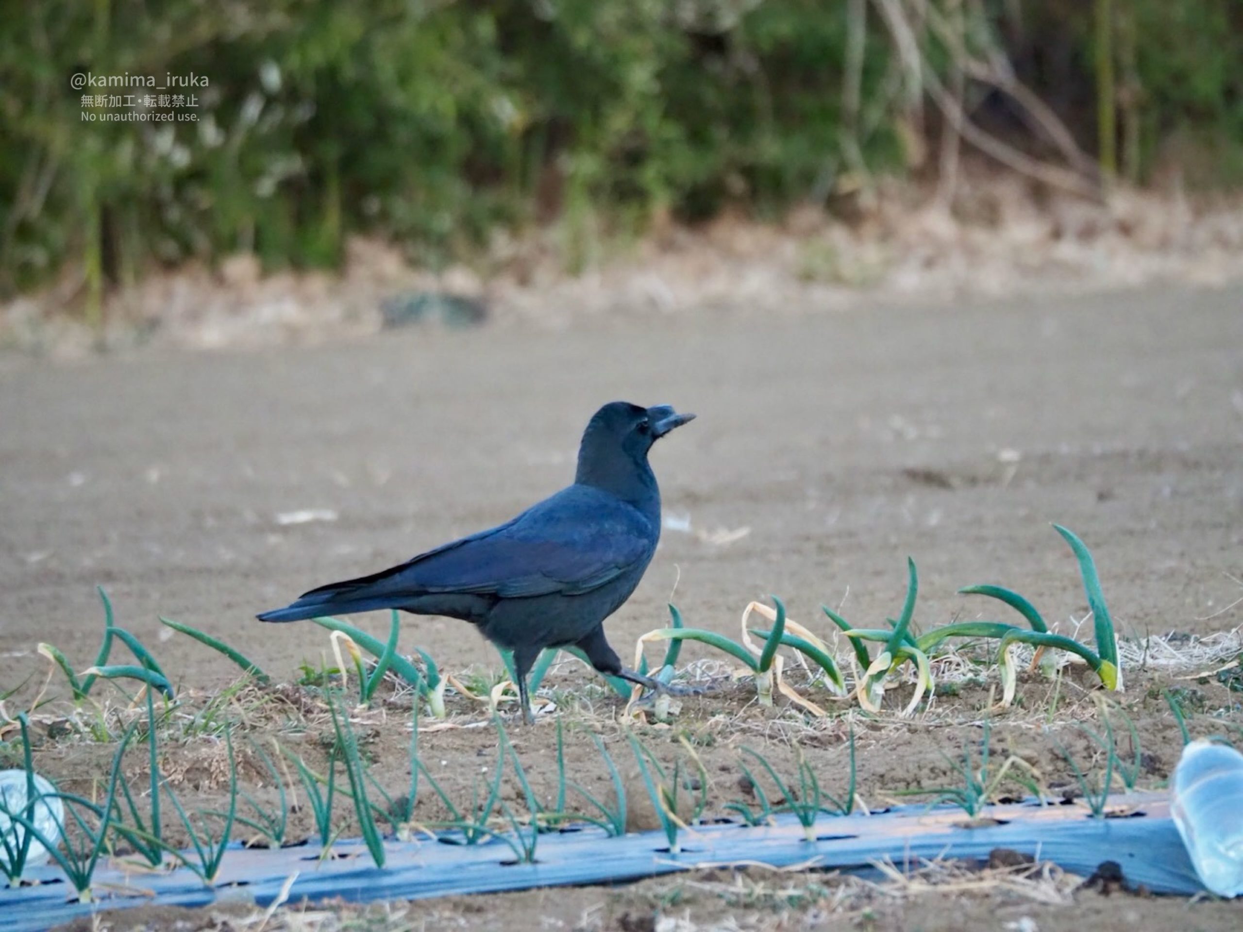 2025/02/08 あささんぽ