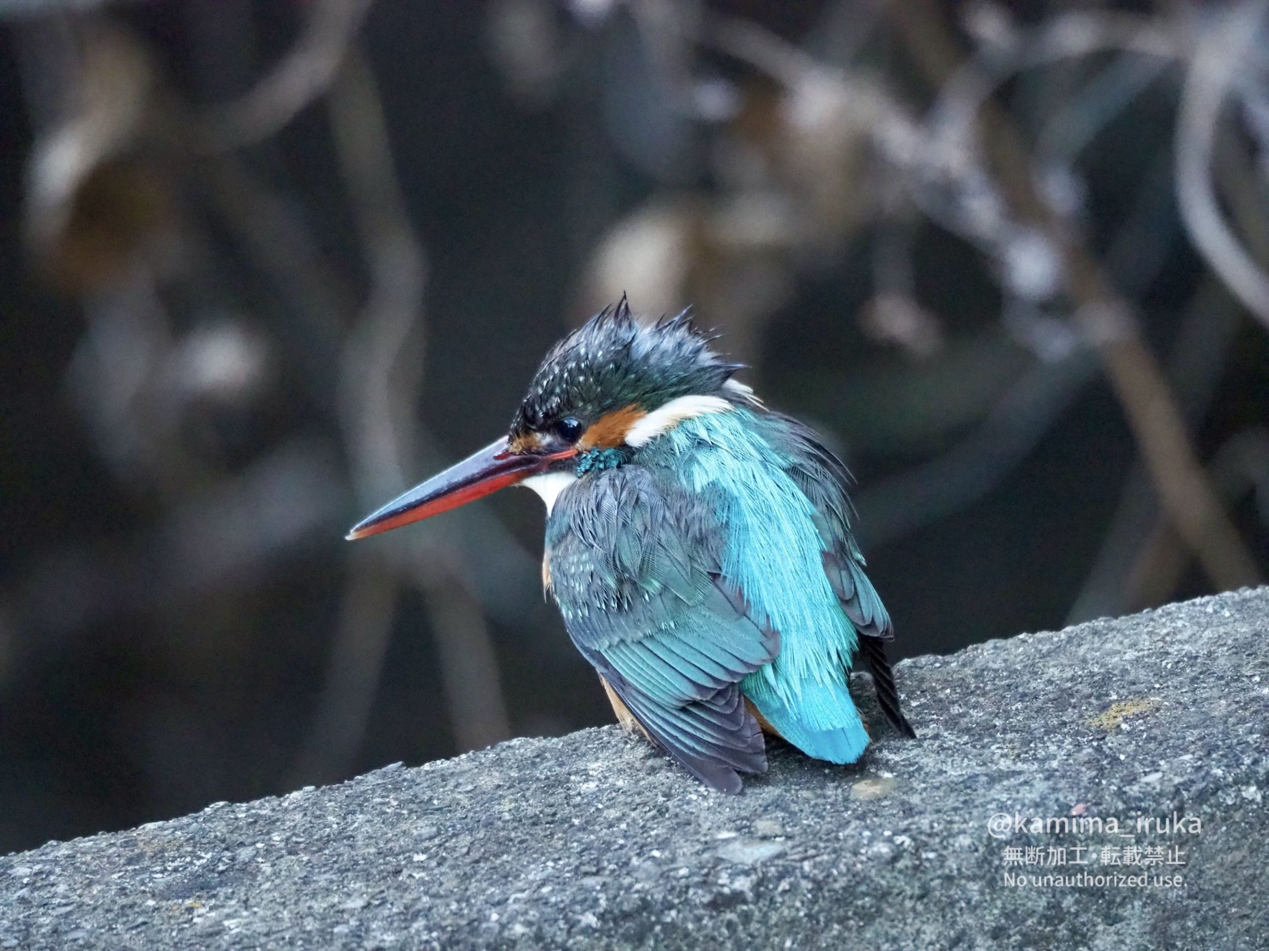 2025/02/06 あささんぽ