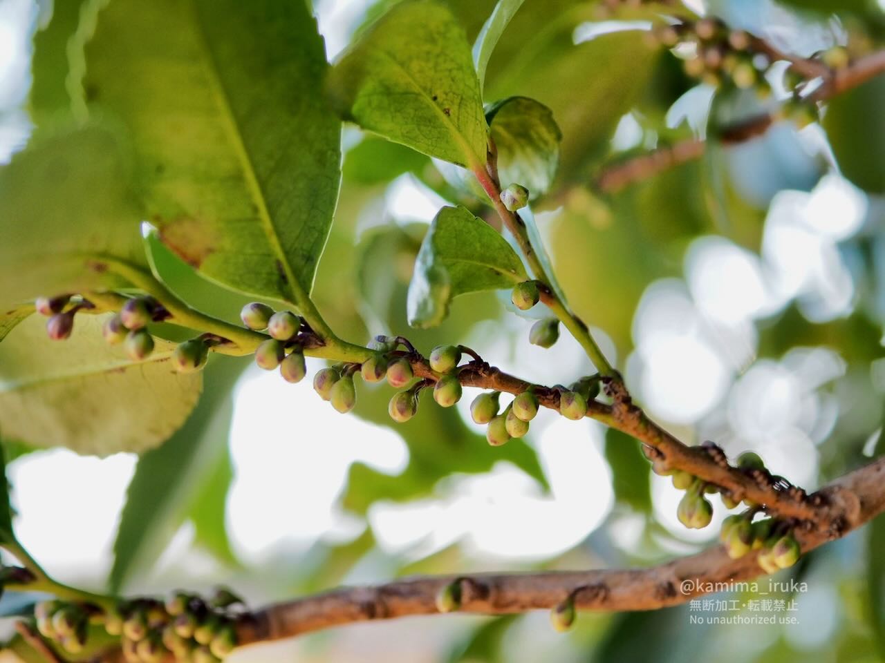 2025/02/27 あささんぽ