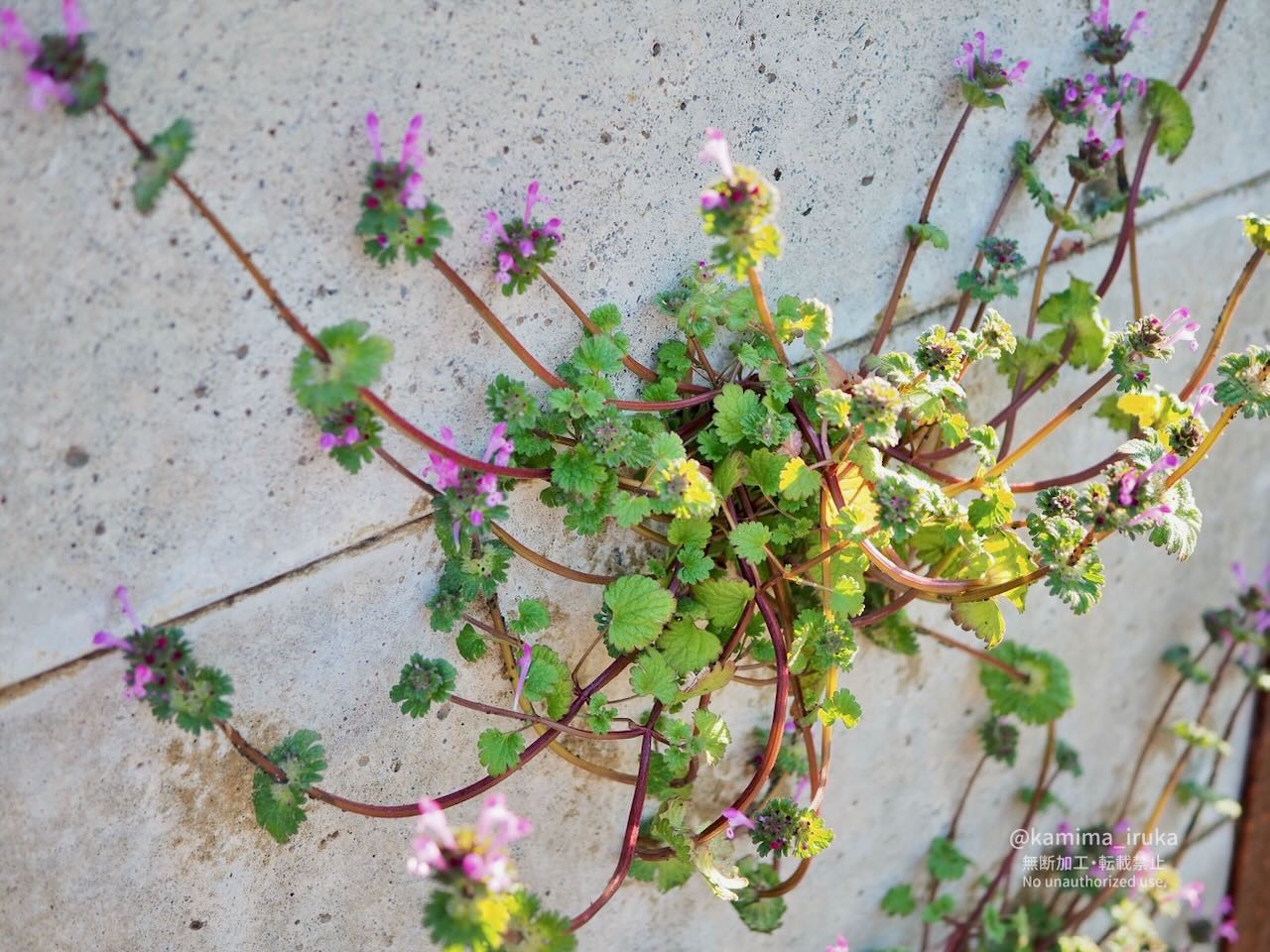 2025/03/01 あささんぽ