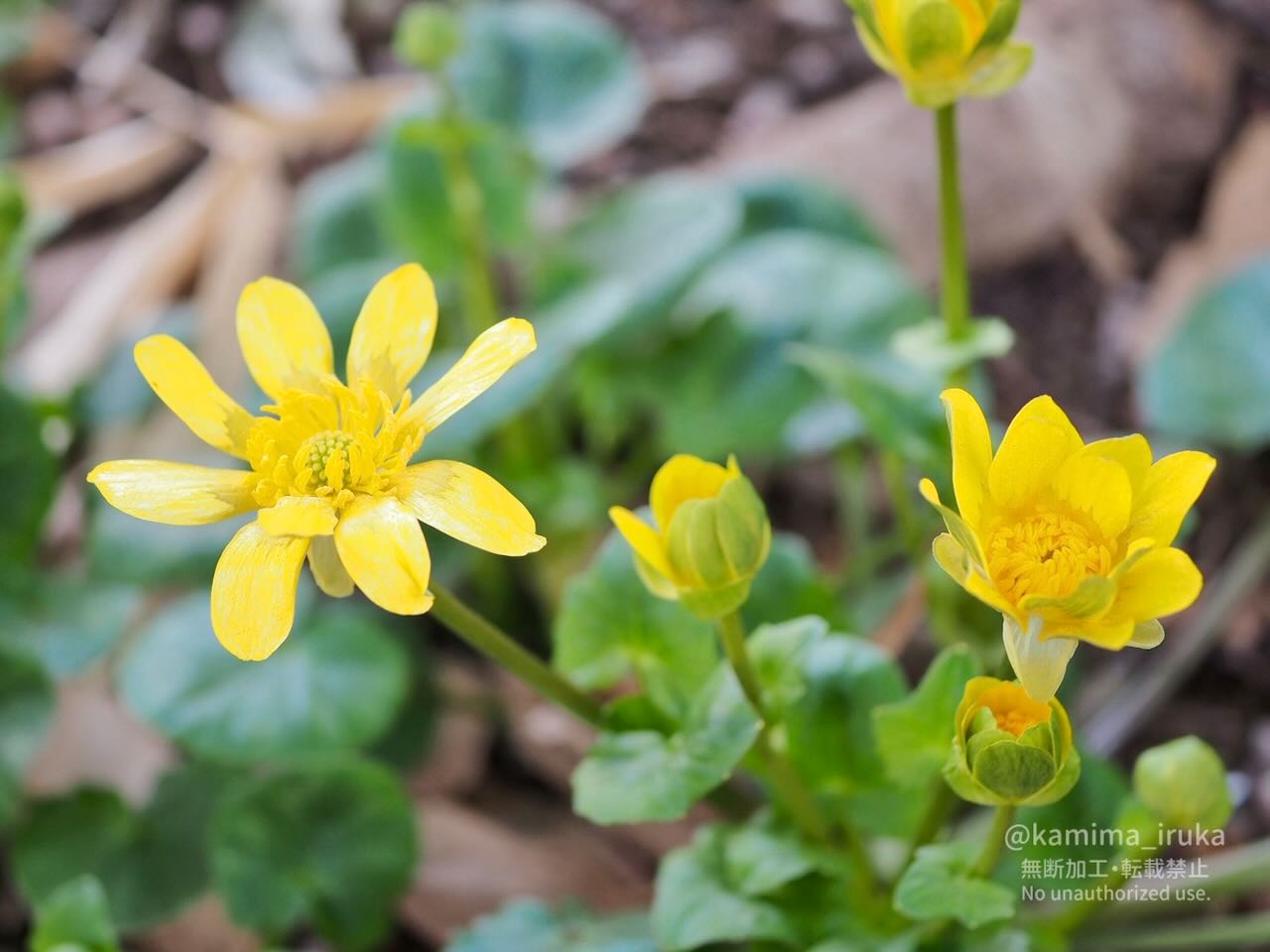 2025/03/02 あささんぽ