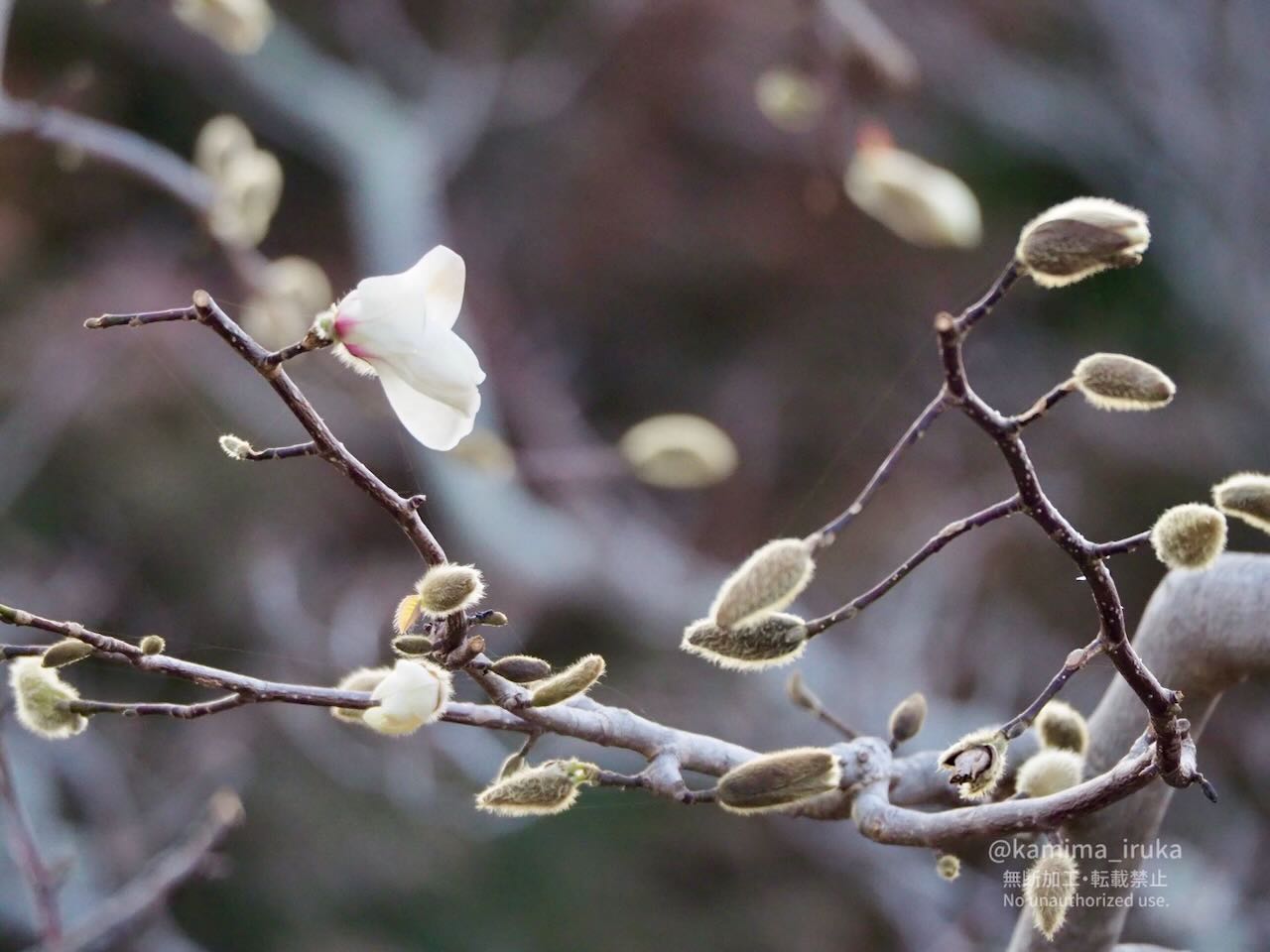 2025/03/14 あささんぽ