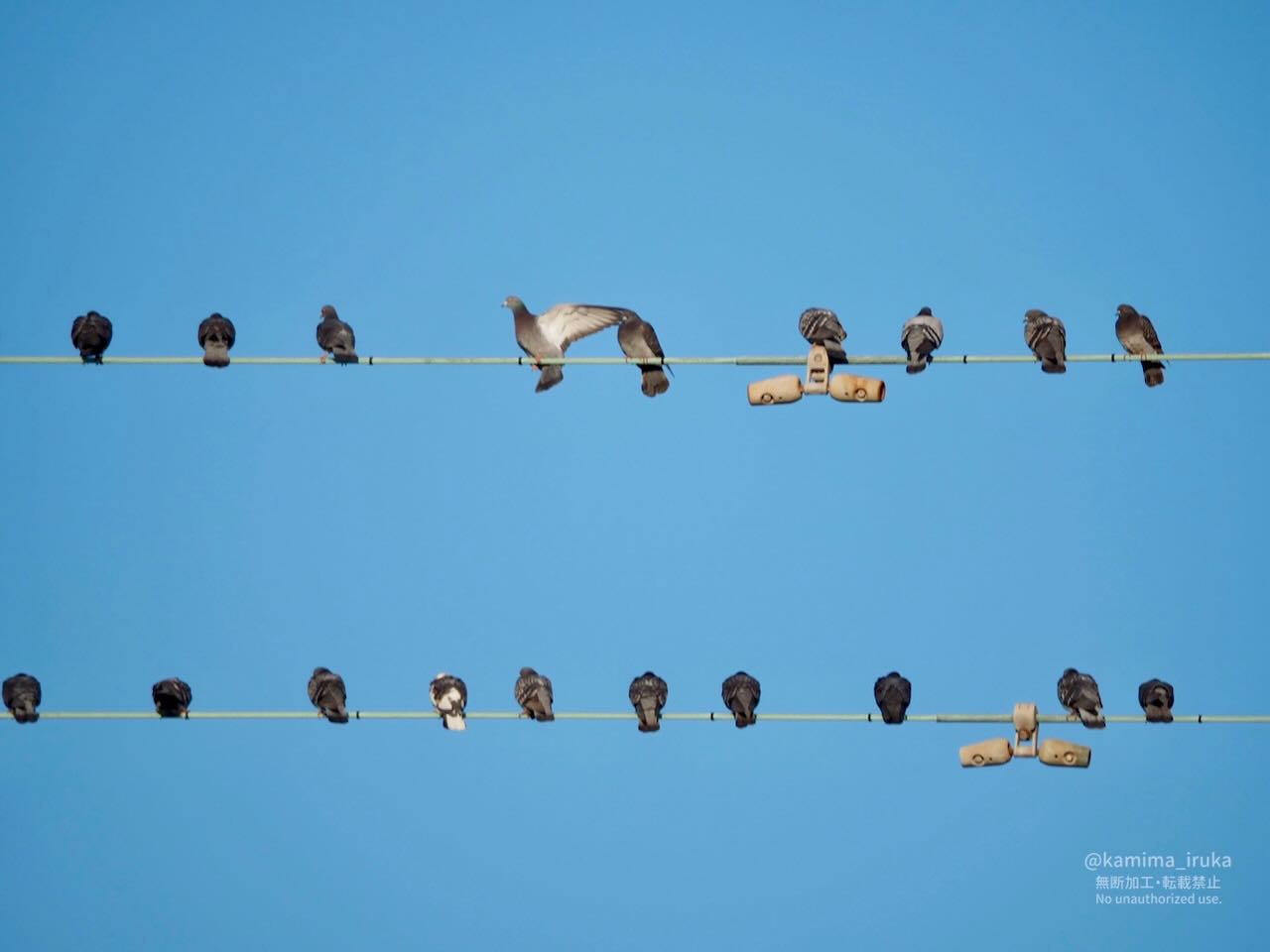 2025/03/17 あささんぽ