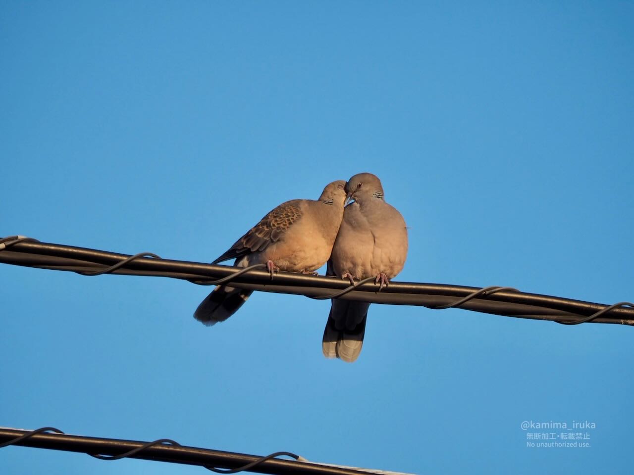 2025/03/20 あささんぽ