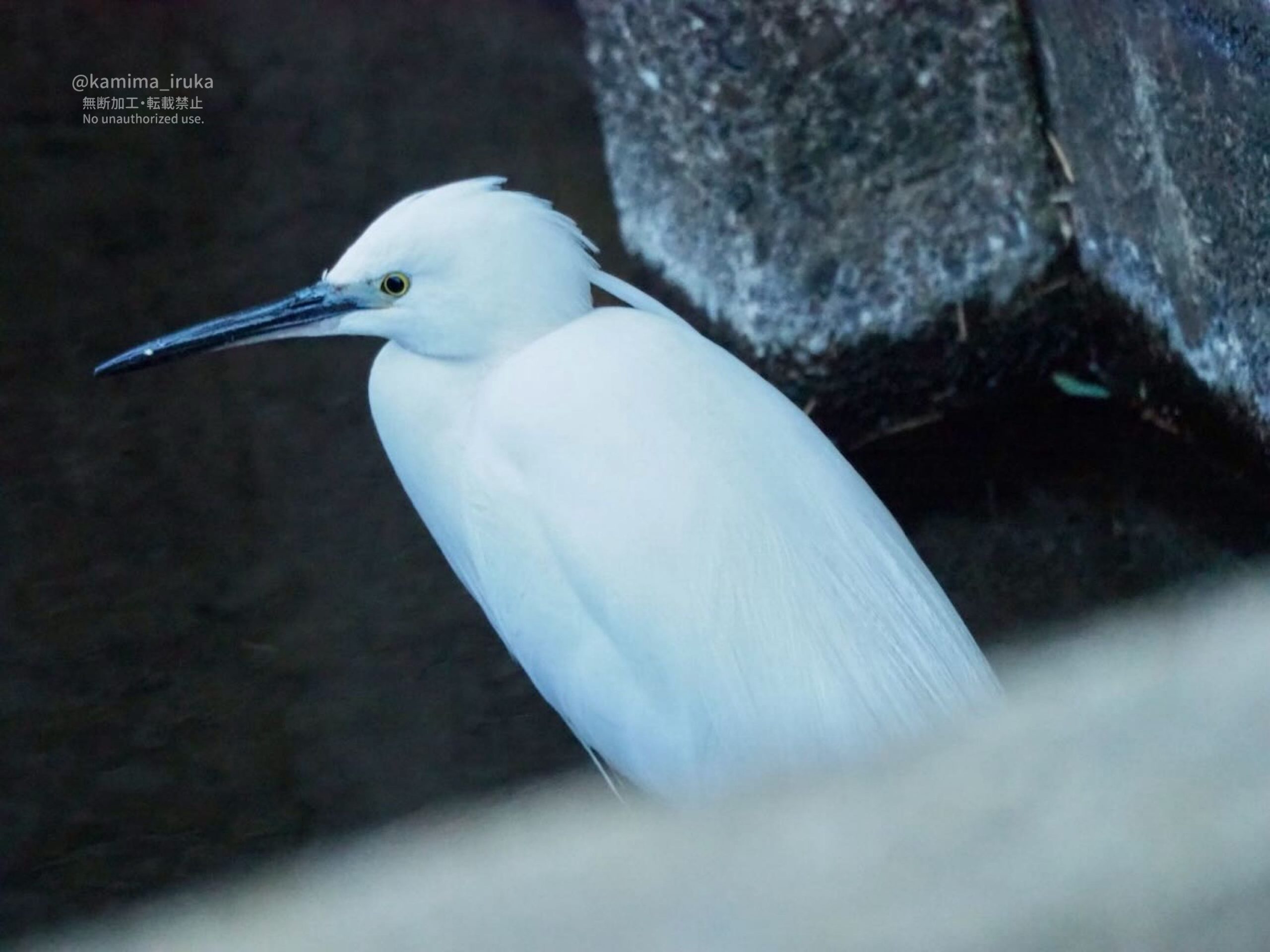 2025/02/19 あささんぽ