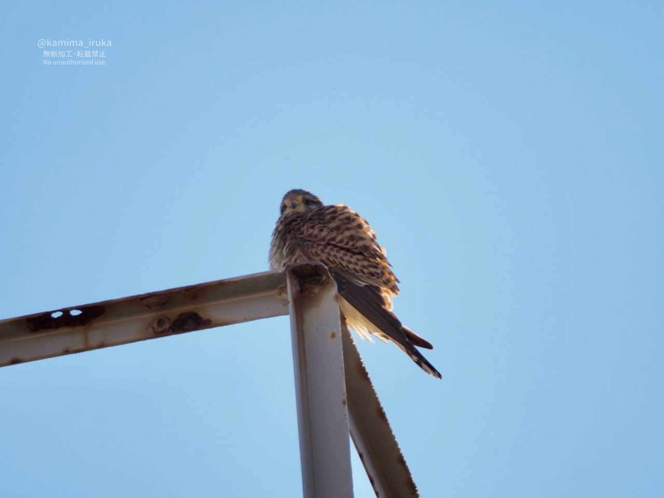 2025/02/20 あささんぽ