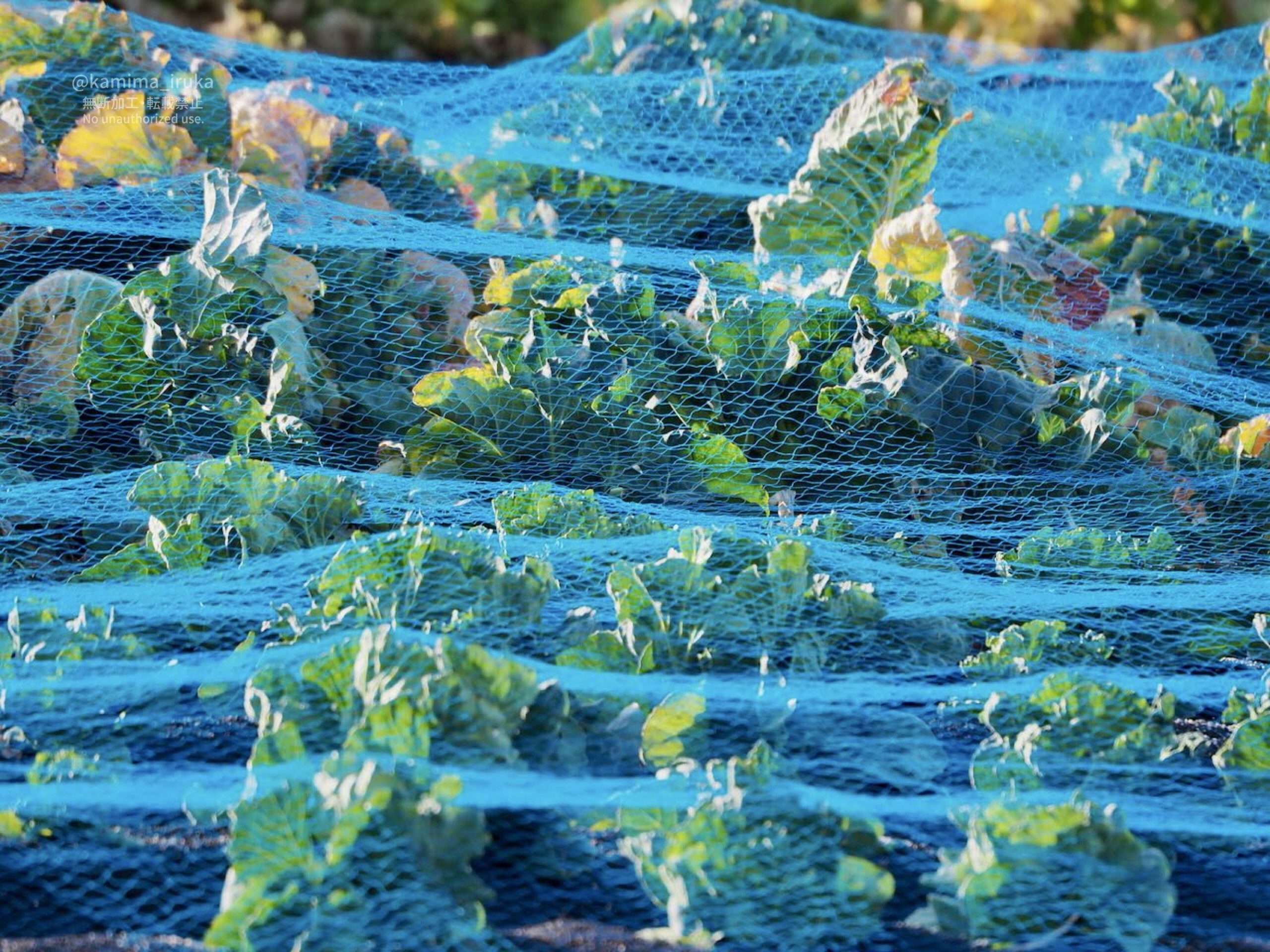 2025/03/07 あささんぽ