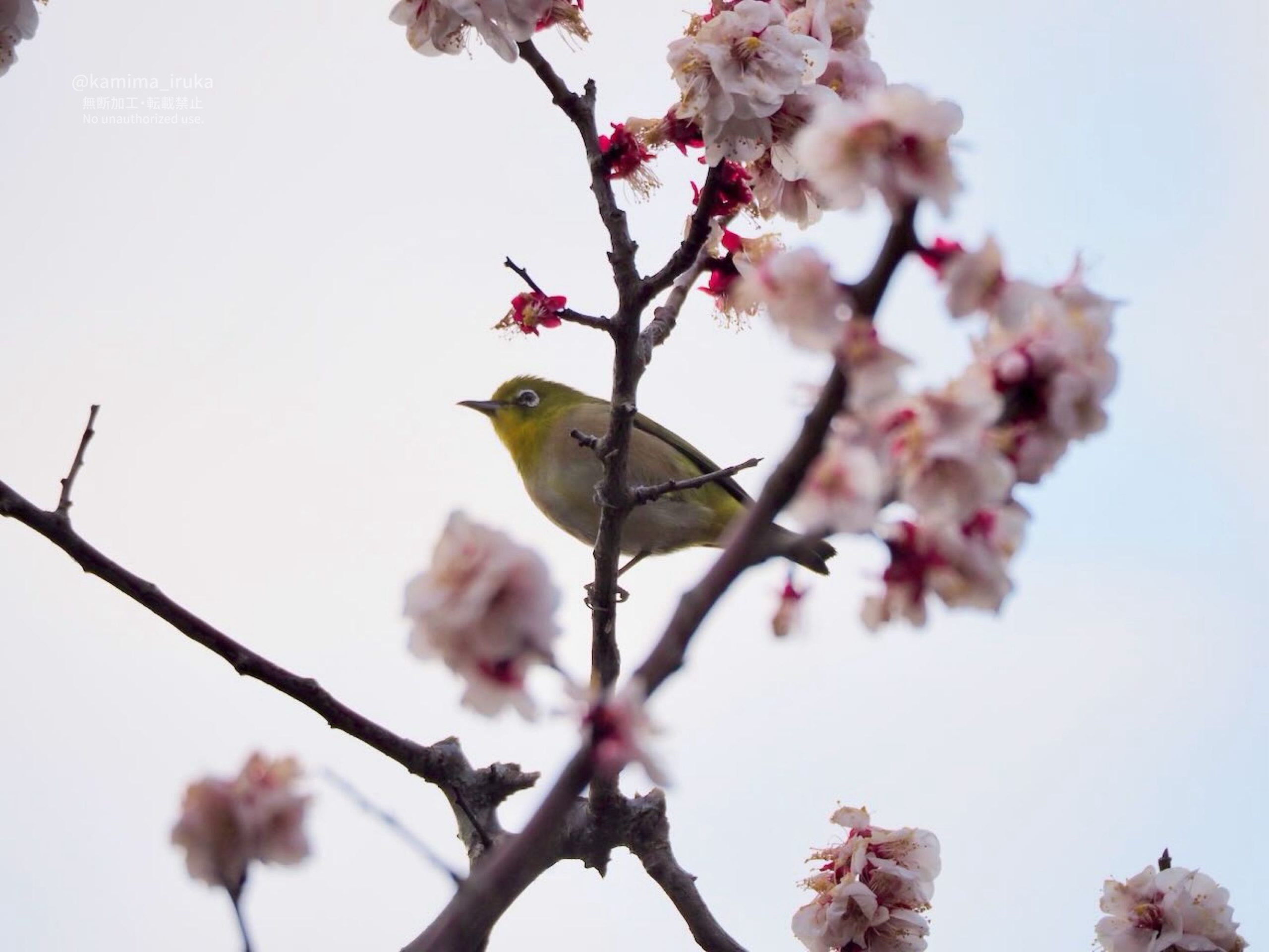 2025/03/09 あささんぽ