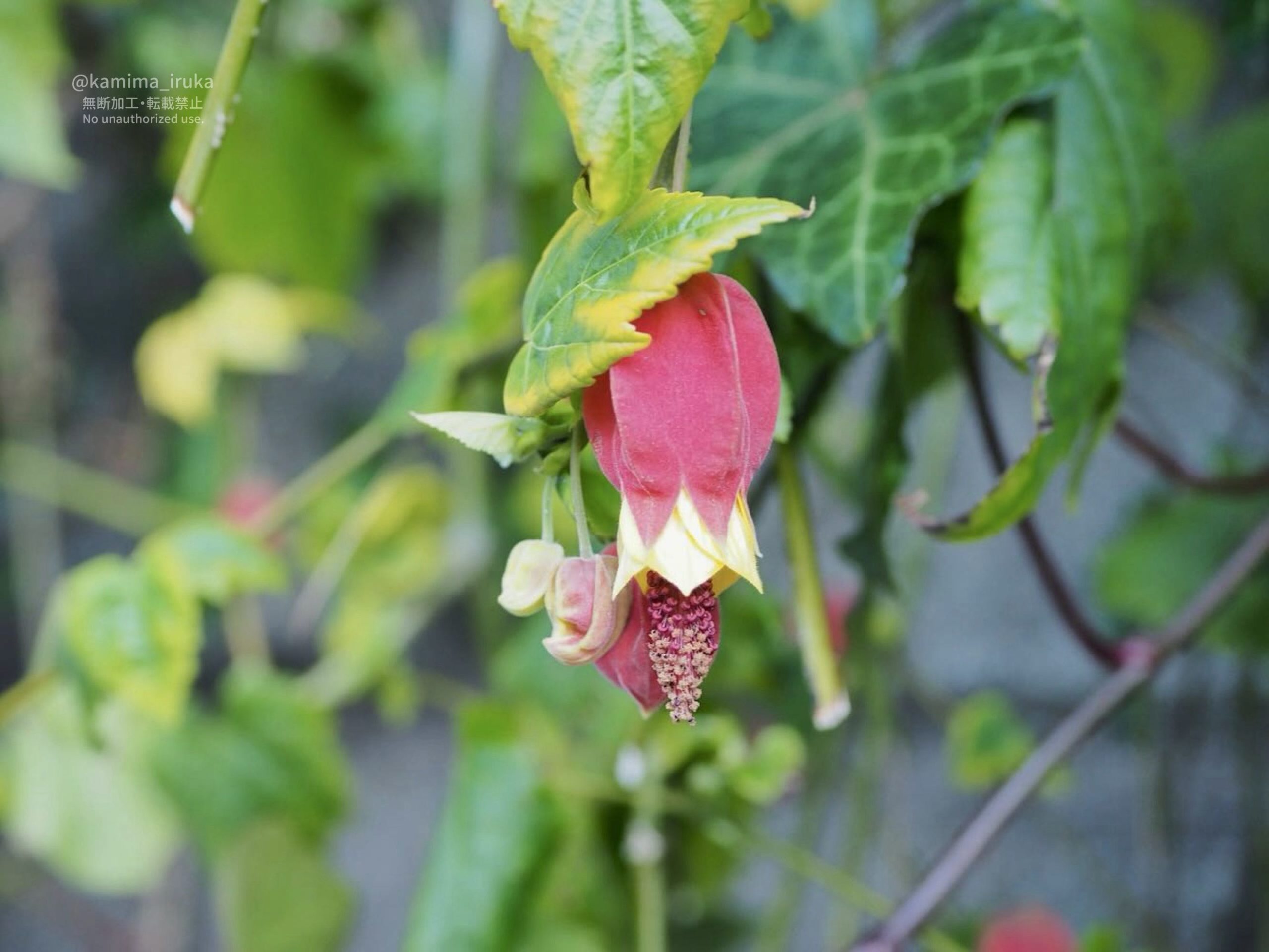 2025/03/10 あささんぽ