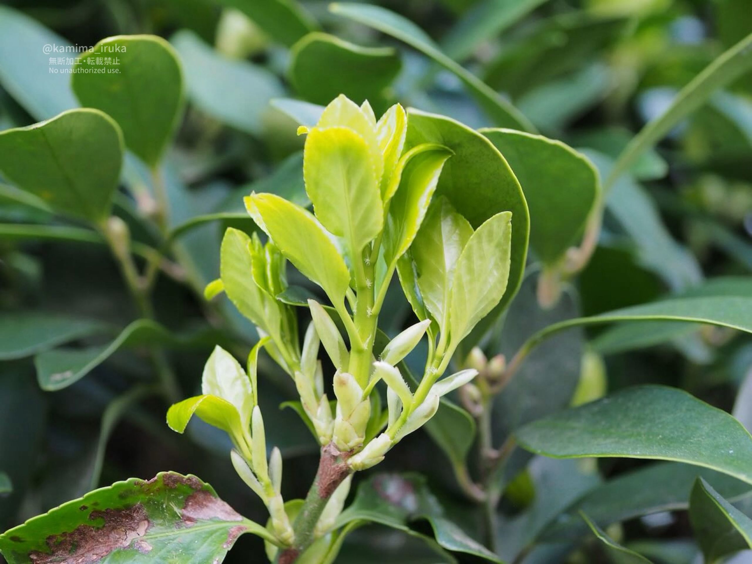 2025/03/18 あささんぽ