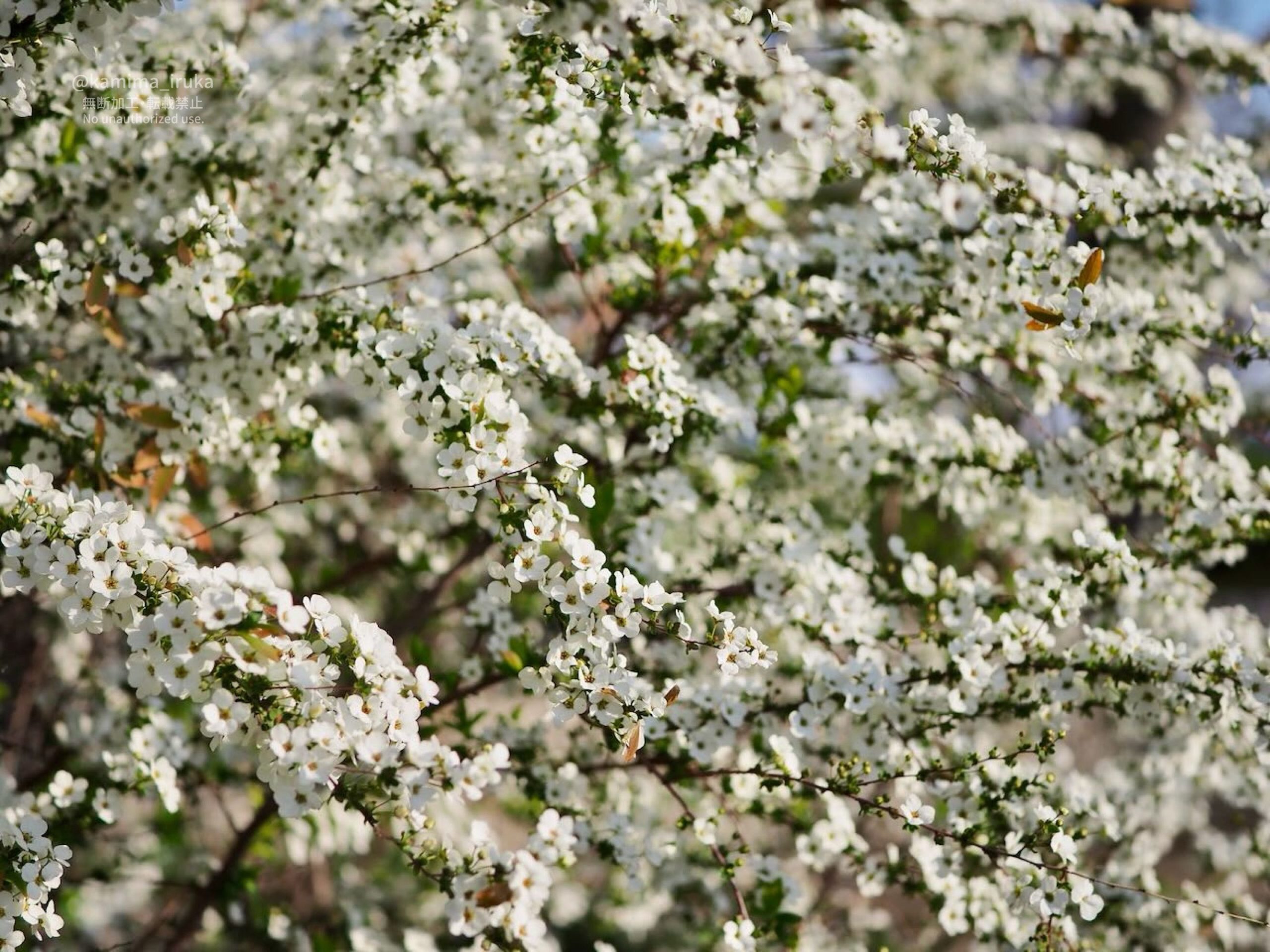 2025/03/22 あささんぽ