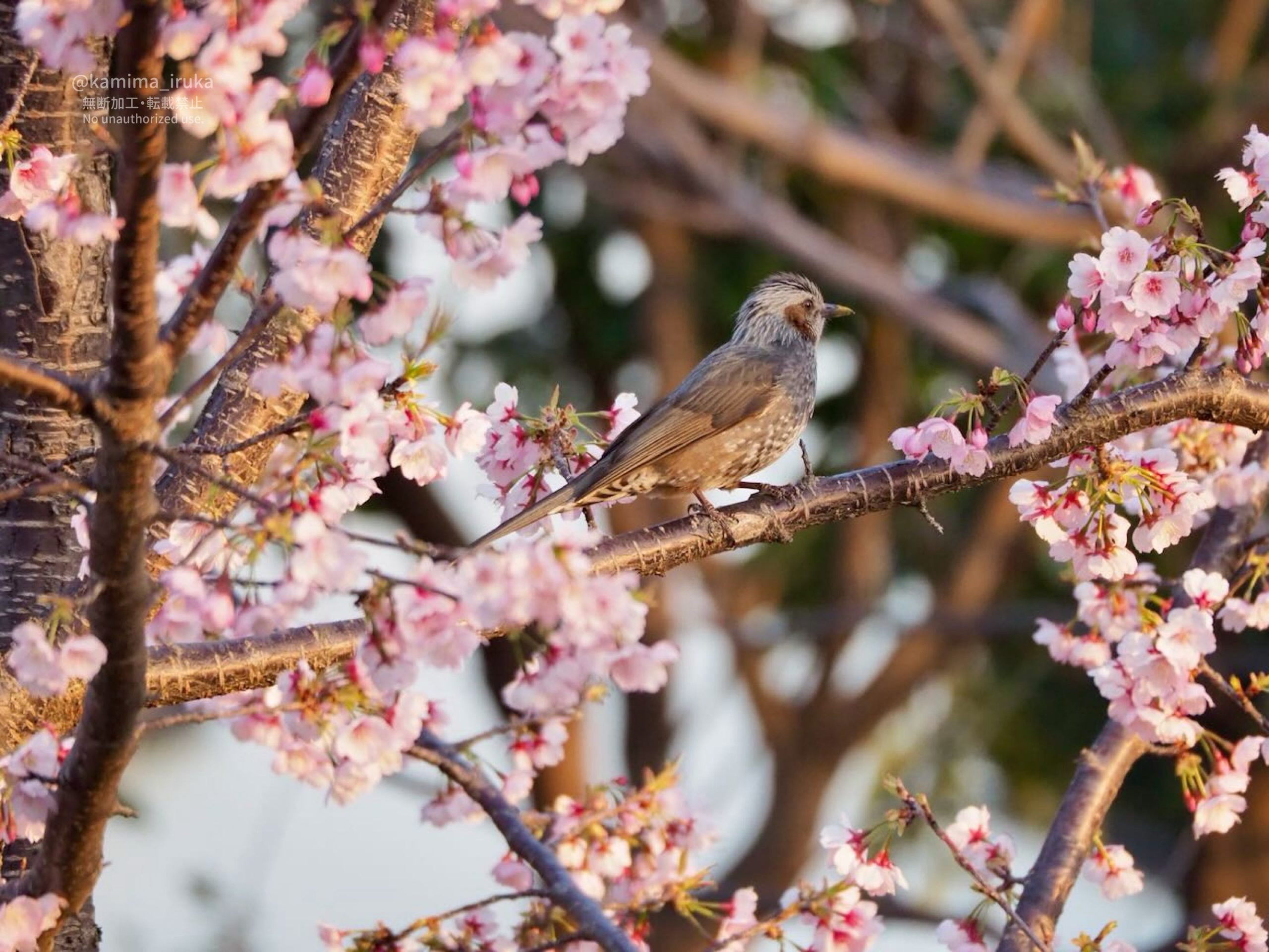 2025/03/23 あささんぽ