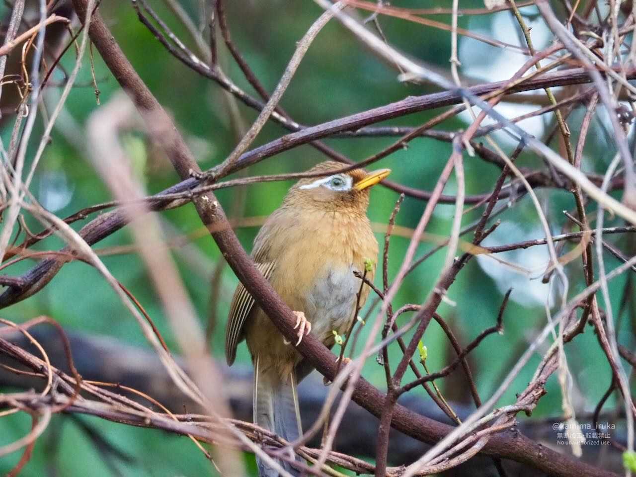 2025/04/04 あささんぽ