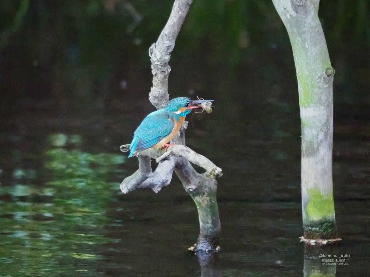 2025/04/12 あささんぽ